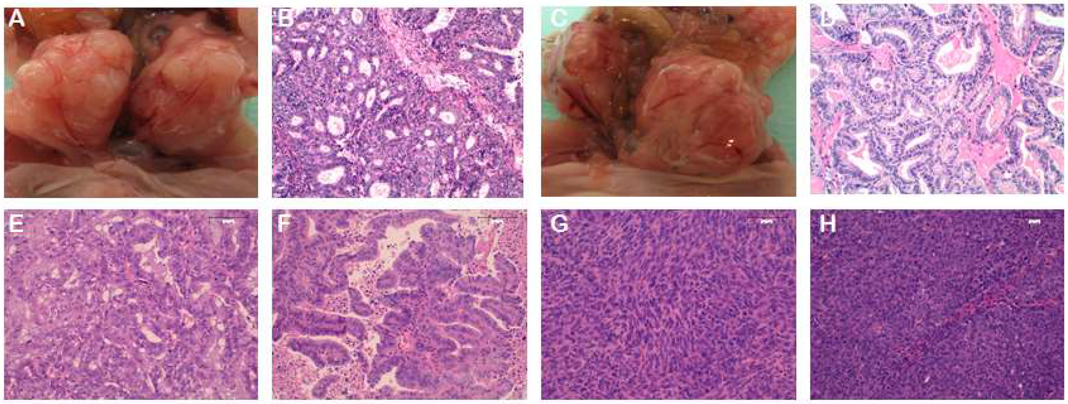 Ijms 19 02431 g002 Ijms 19 02431 g002