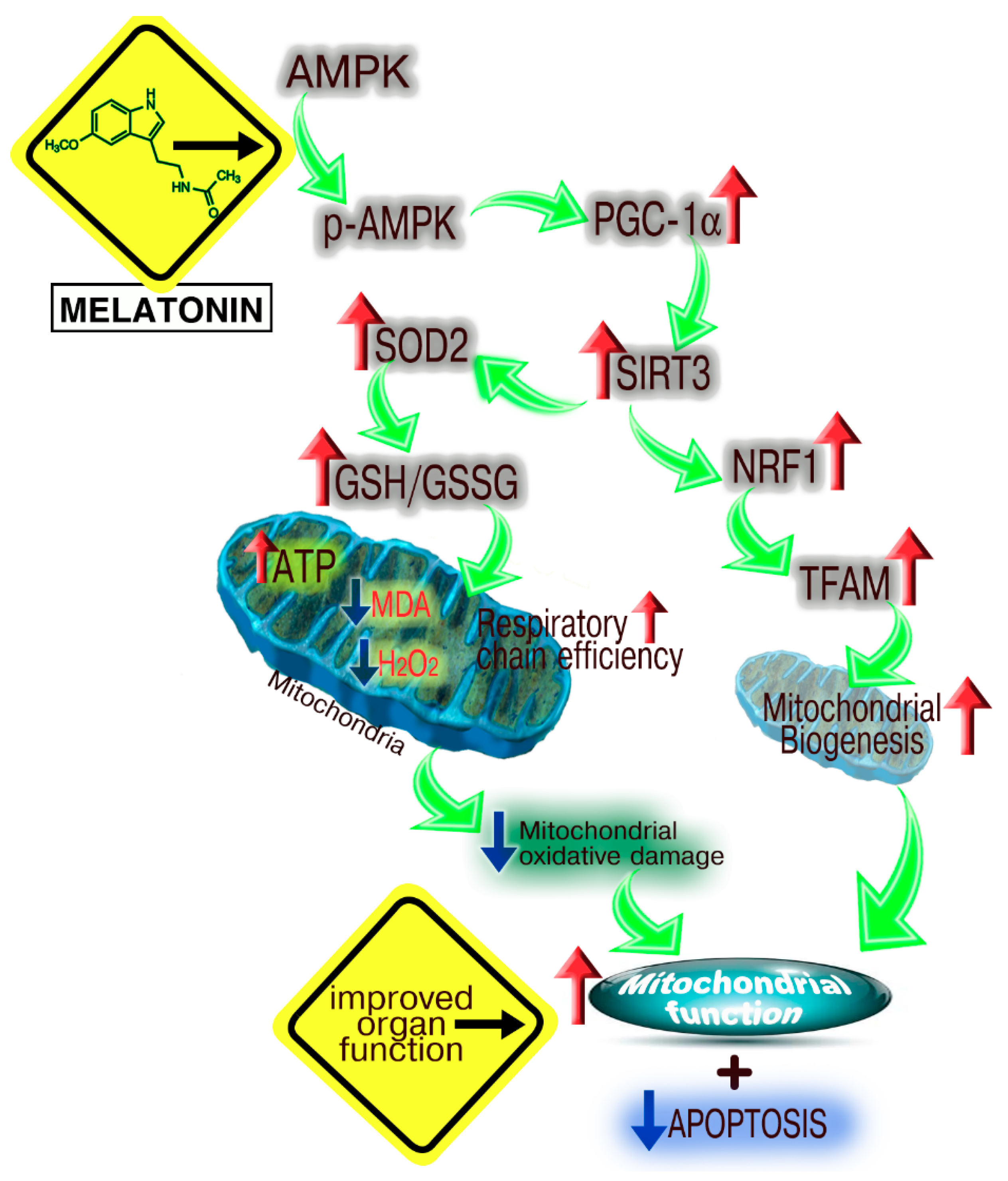 Ijms 19 02439 g008 Ijms 19 02439 g008