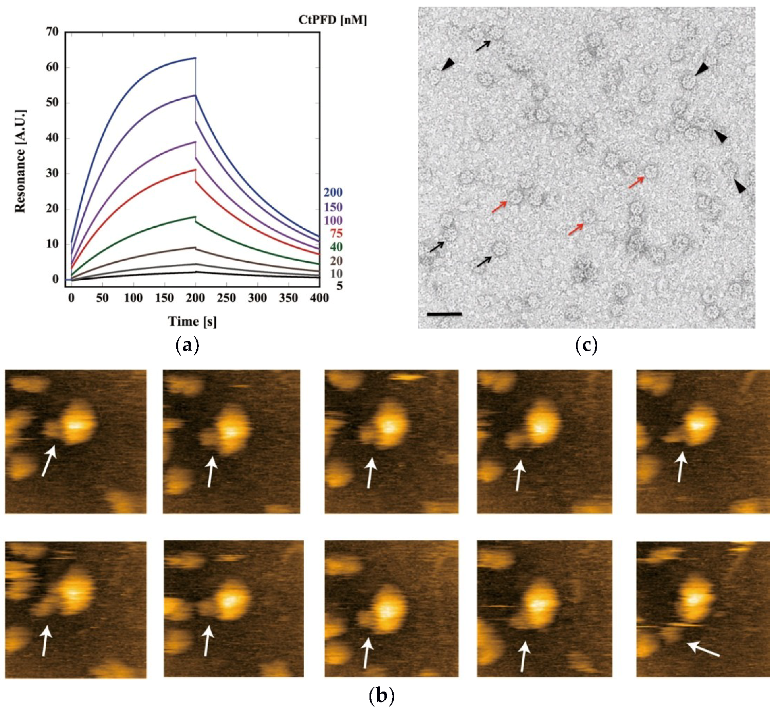Ijms 19 02452 g006 Ijms 19 02452 g006