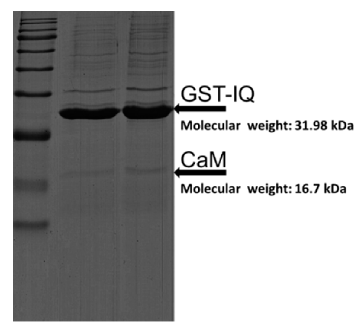 Ijms 19 02495 g001