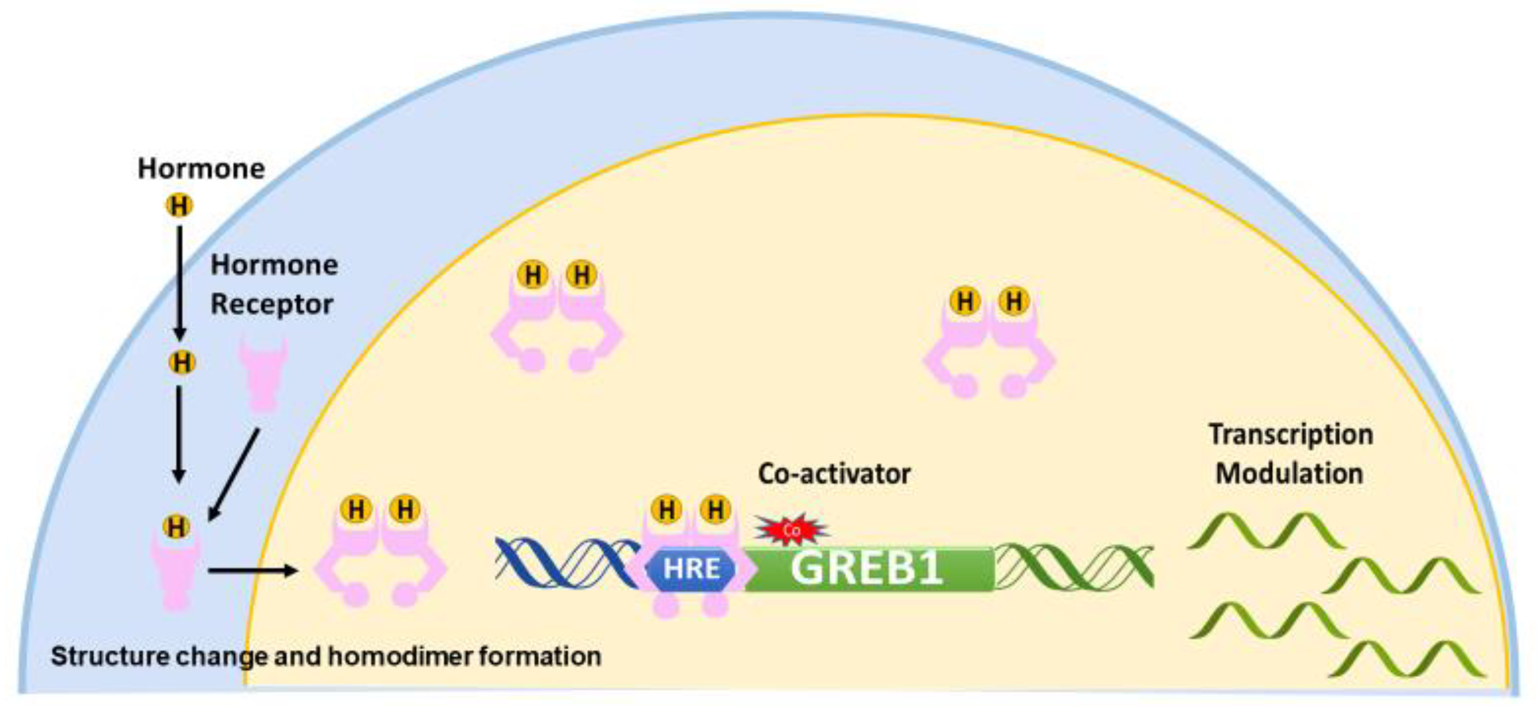 Role for Growth Regulation by Estrogen in Breast Cancer 1 (GREB1) in ...