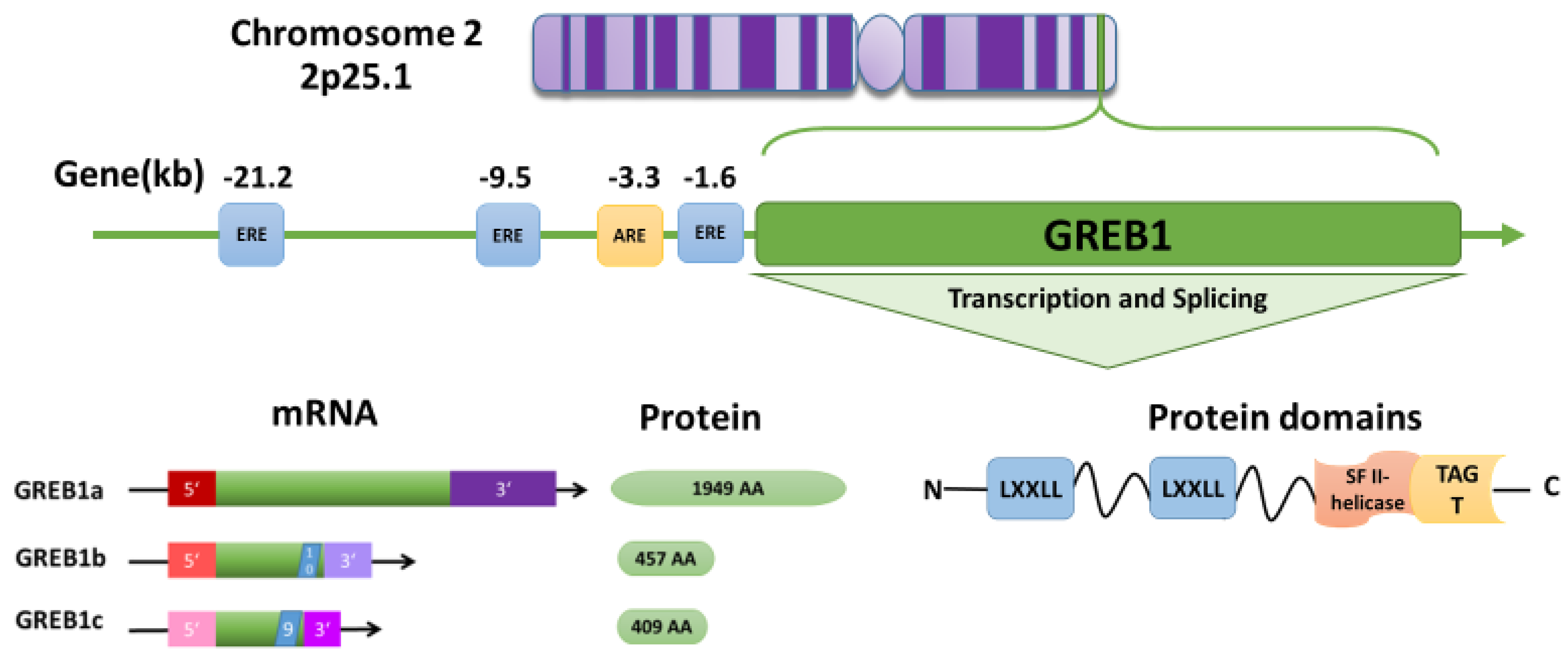 Role for Growth Regulation by Estrogen in Breast Cancer 1 (GREB1) in ...