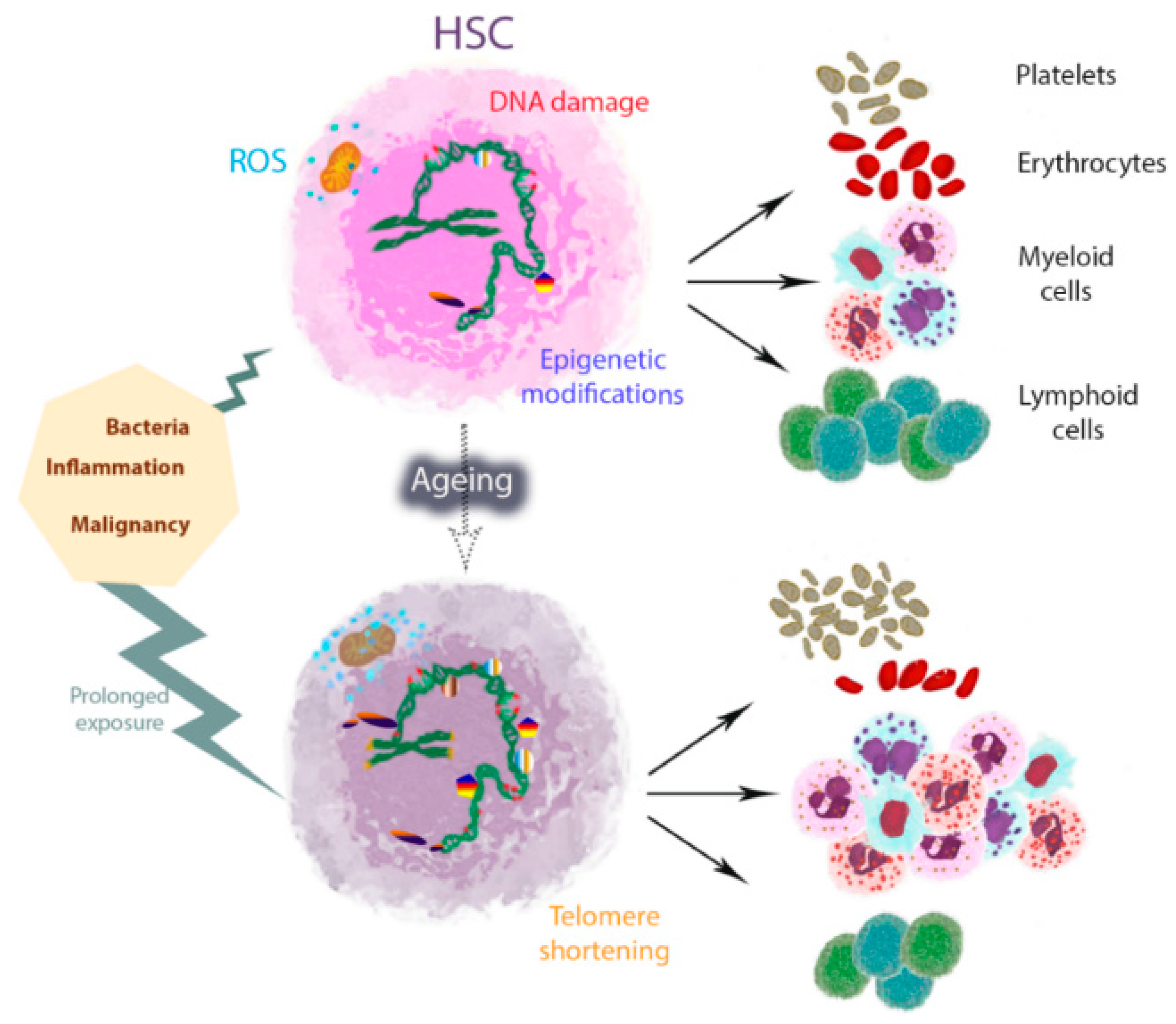 Ijms 19 02567 g001 Ijms 19 02567 g001