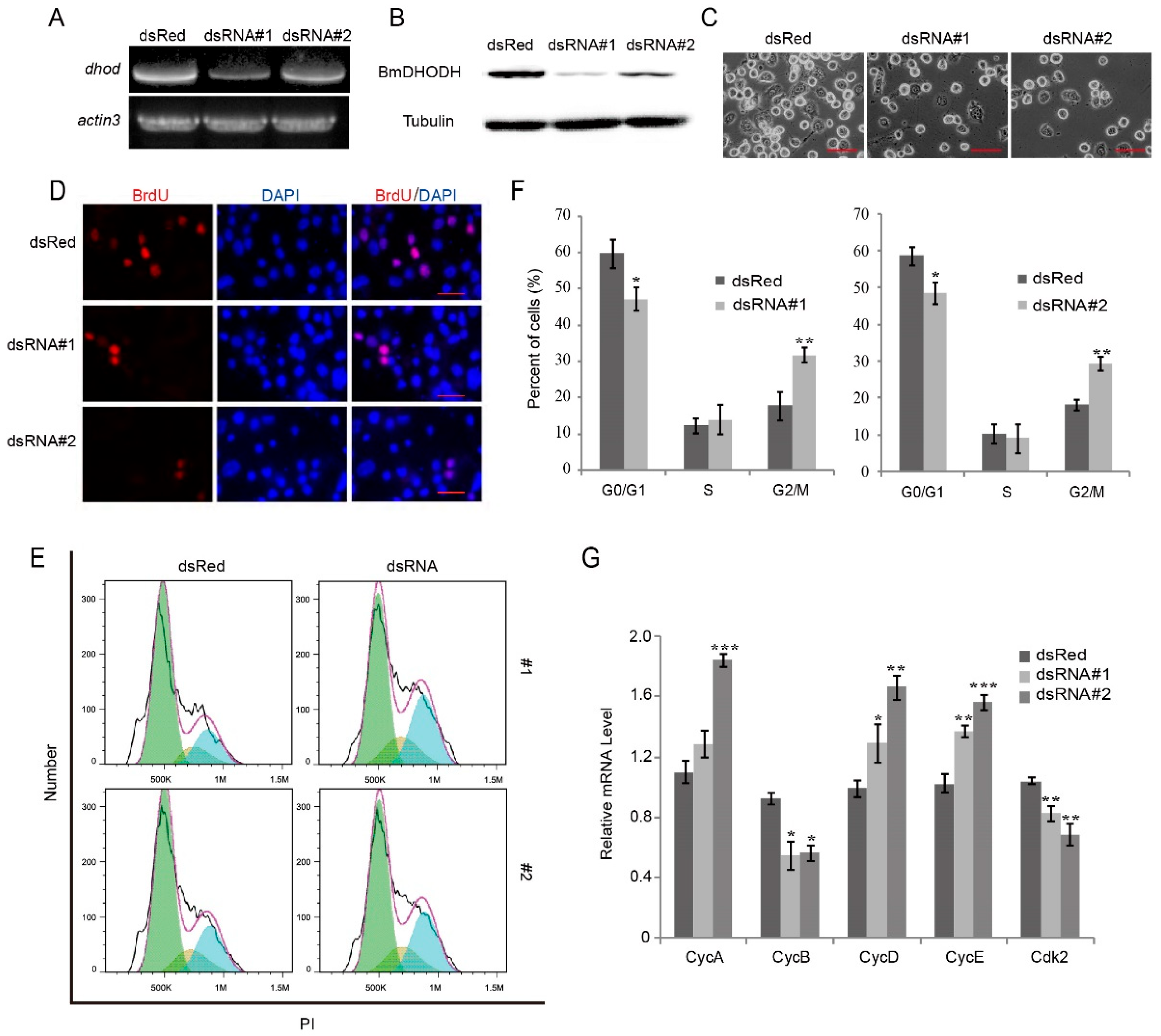 Ijms 19 02581 g005 Ijms 19 02581 g005