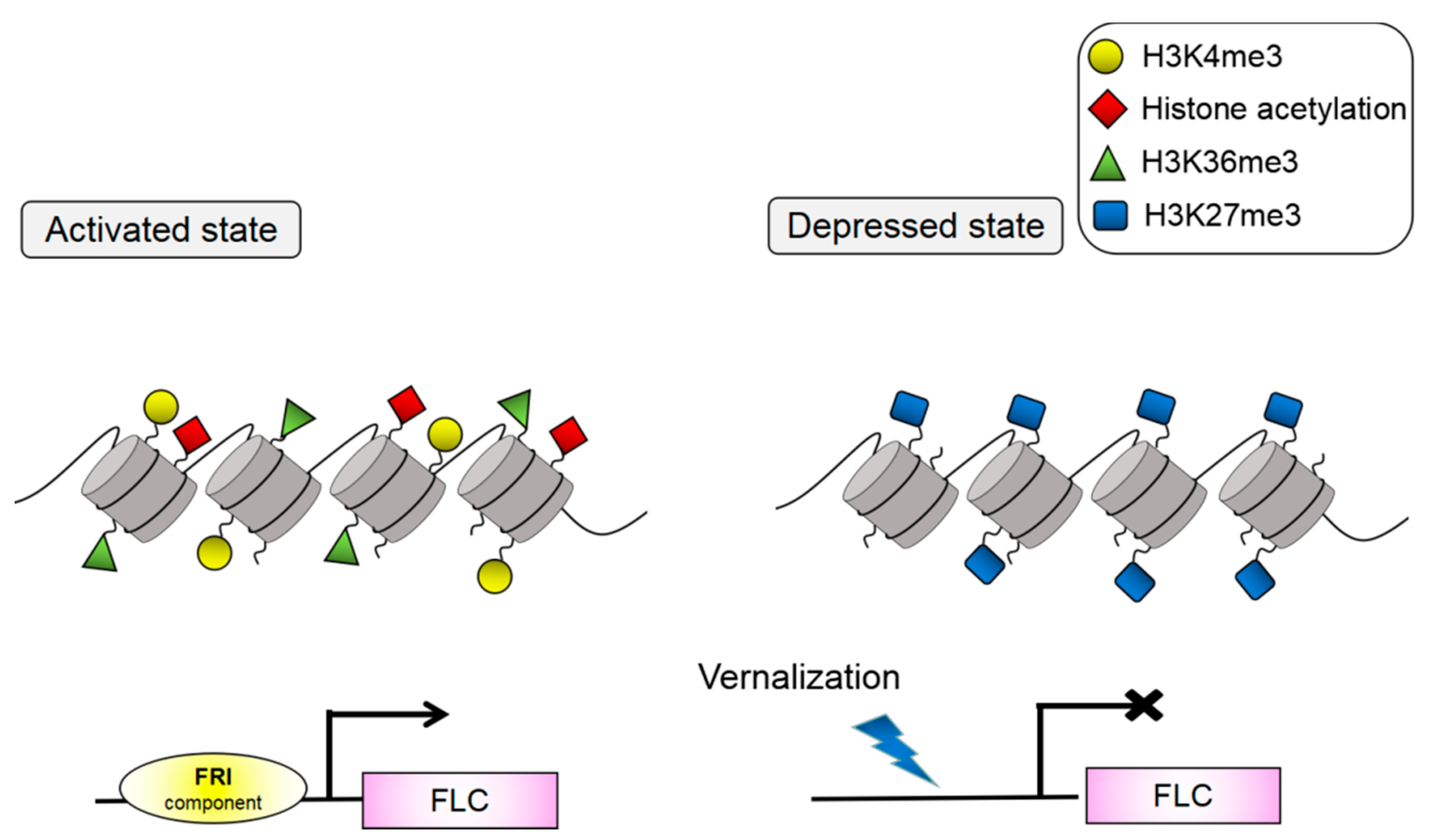 Ijms 19 02589 g001 Ijms 19 02589 g001