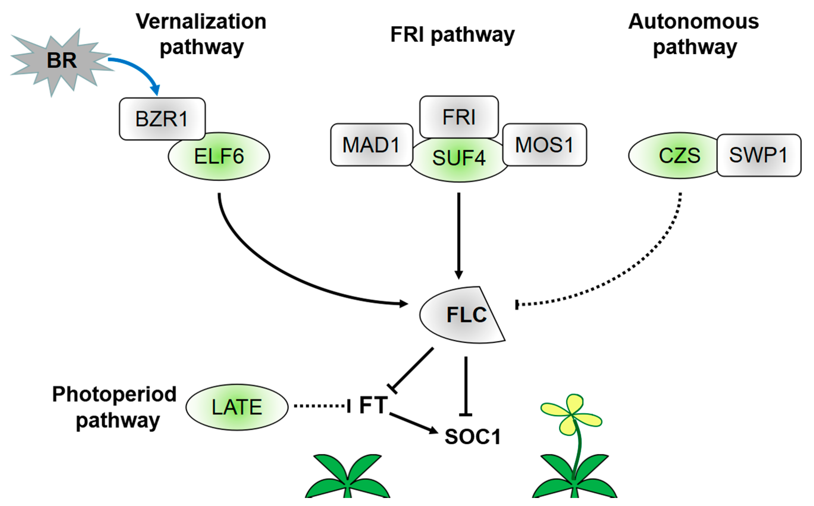 Ijms 19 02589 g002 Ijms 19 02589 g002