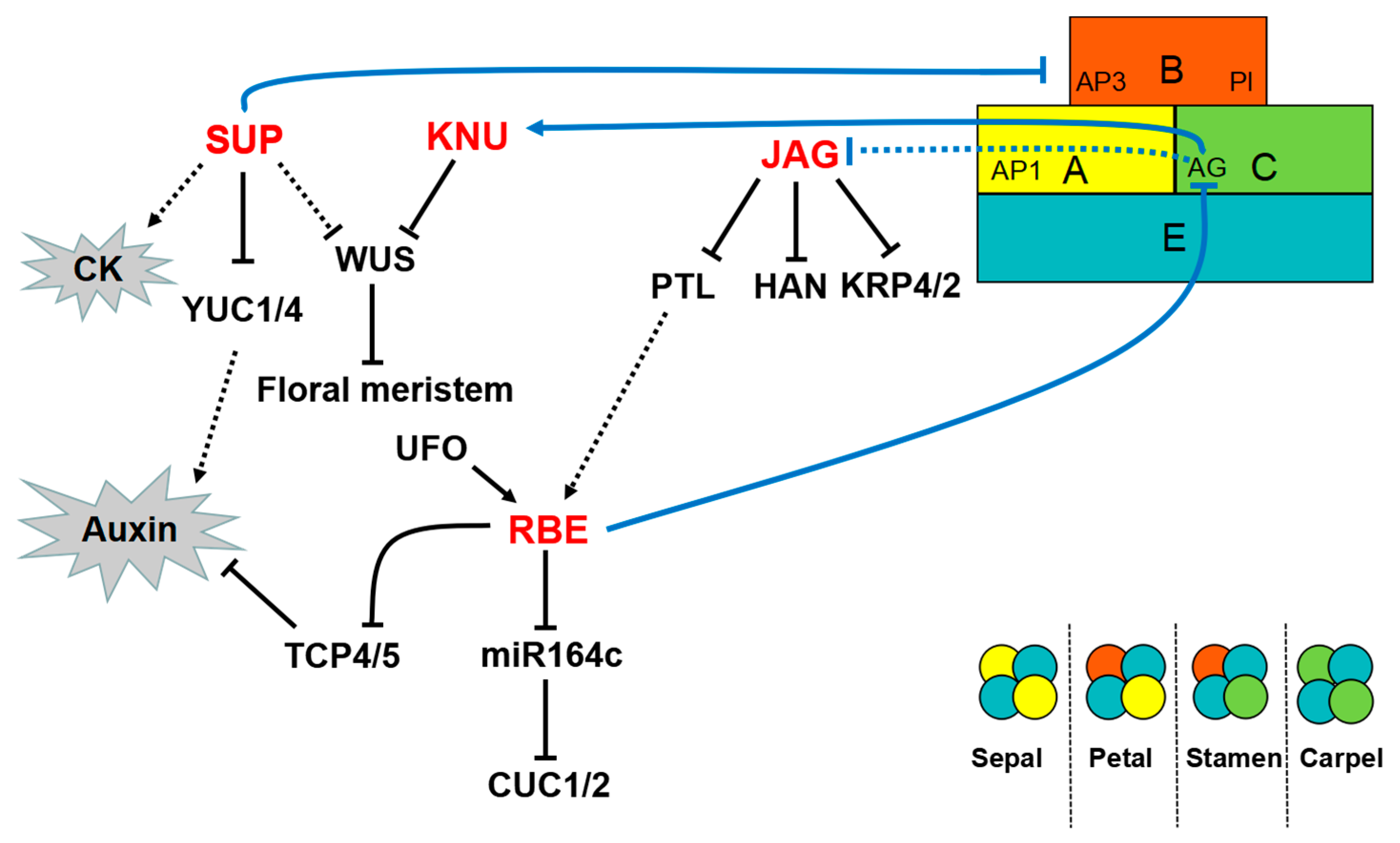 Ijms 19 02589 g003 Ijms 19 02589 g003