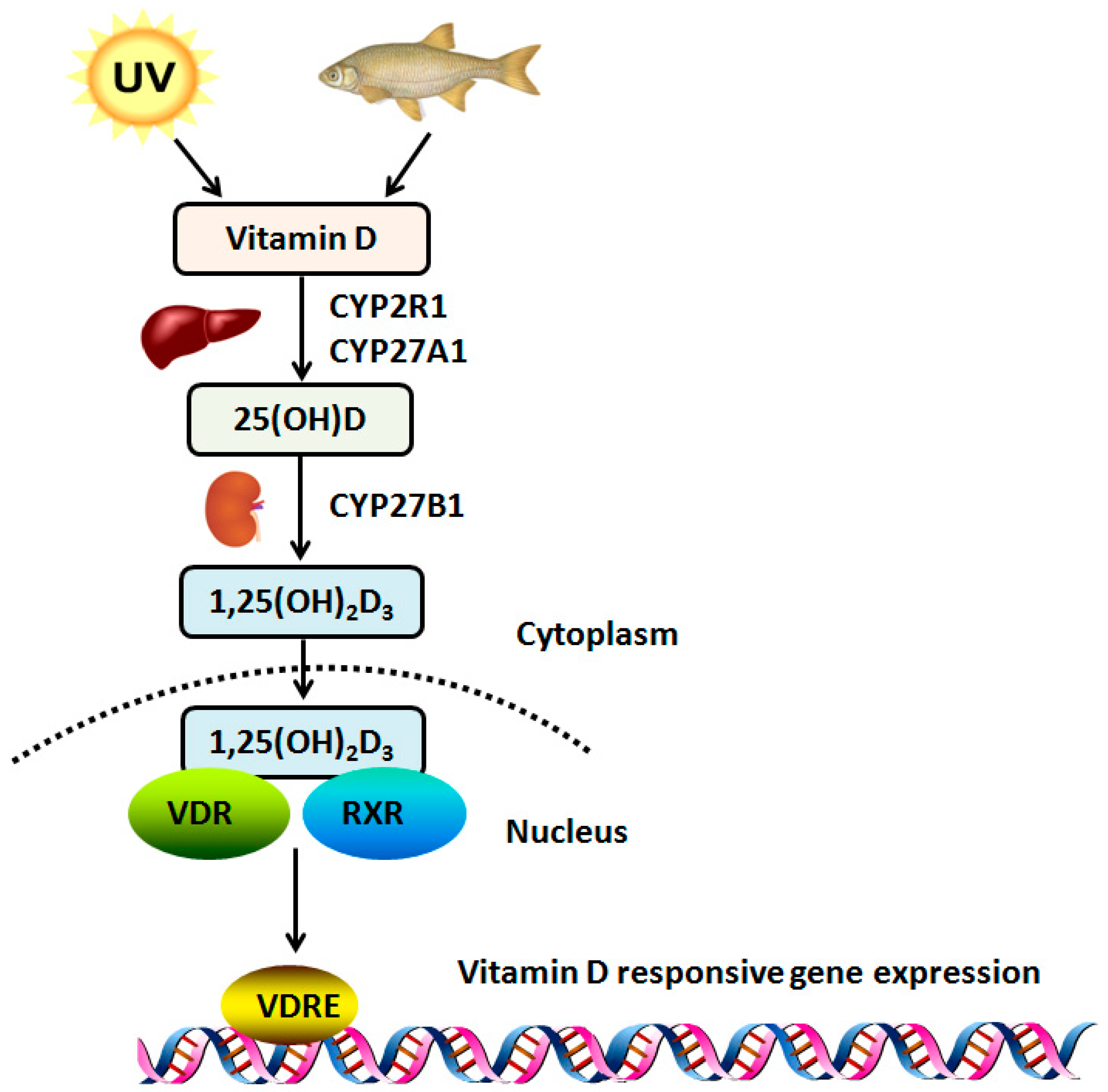 Ijms 19 02736 g001 Ijms 19 02736 g001