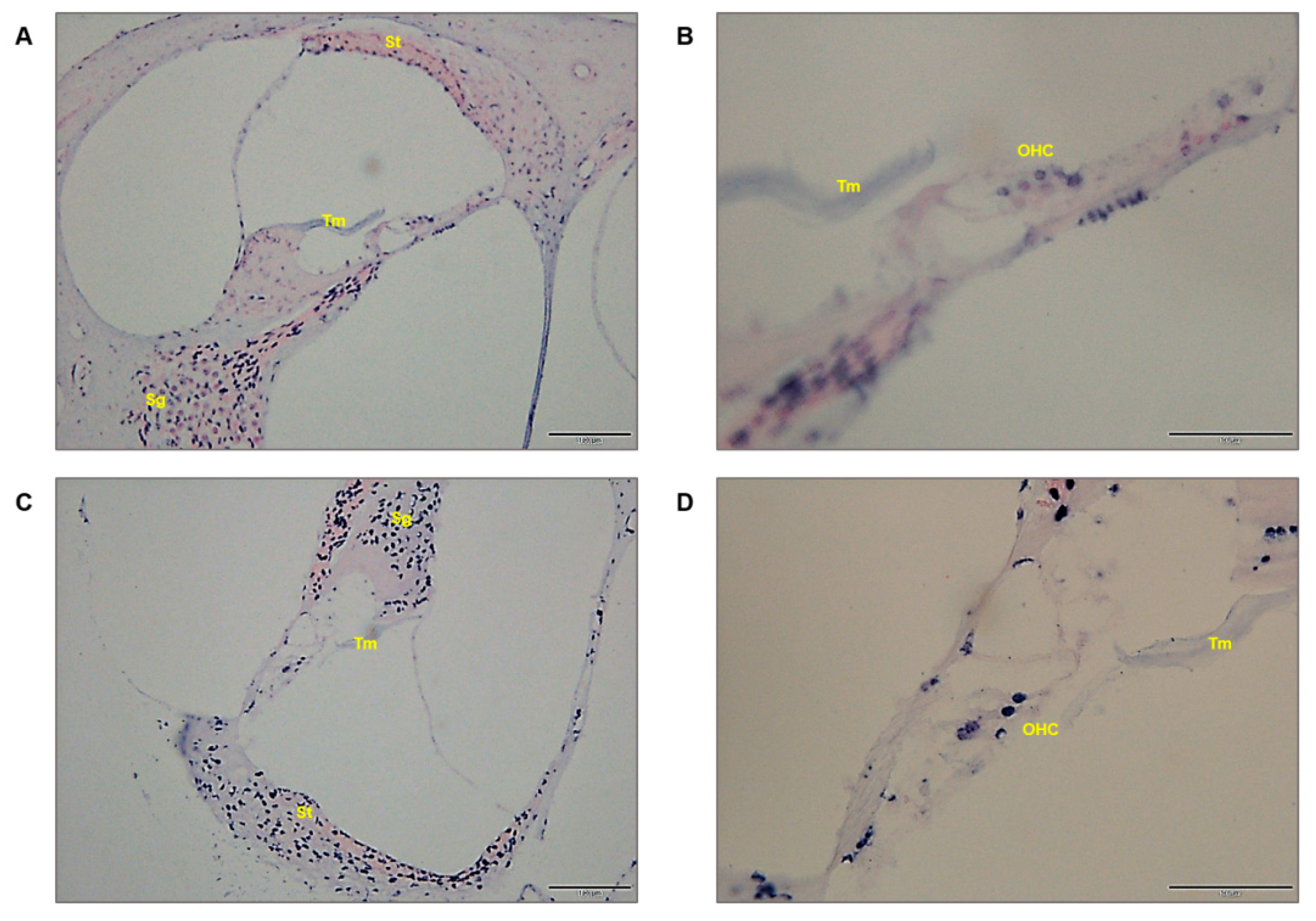 Ijms 19 02836 g004