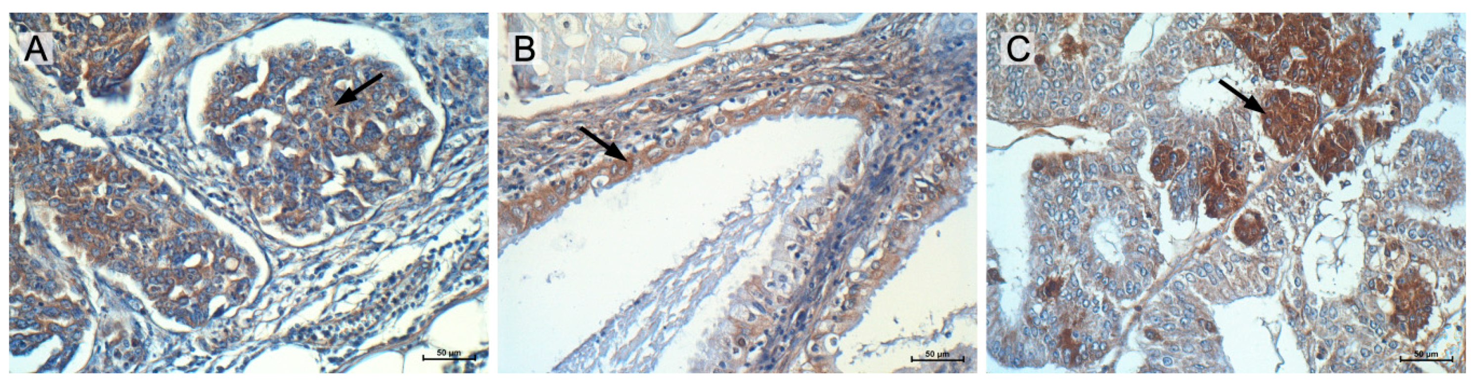 Ijms 19 02901 g006