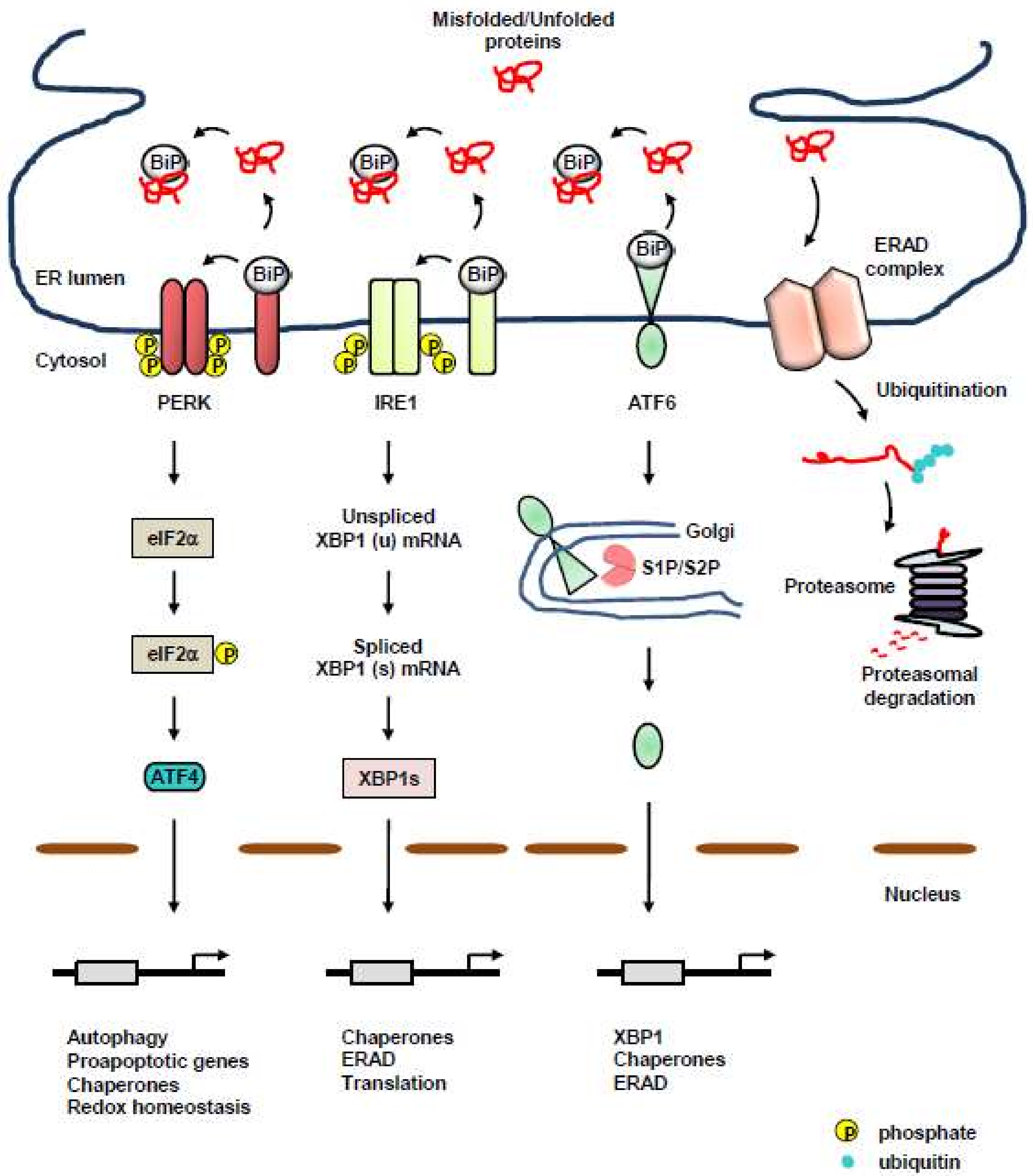 Ijms 19 03020 g001 Ijms 19 03020 g001