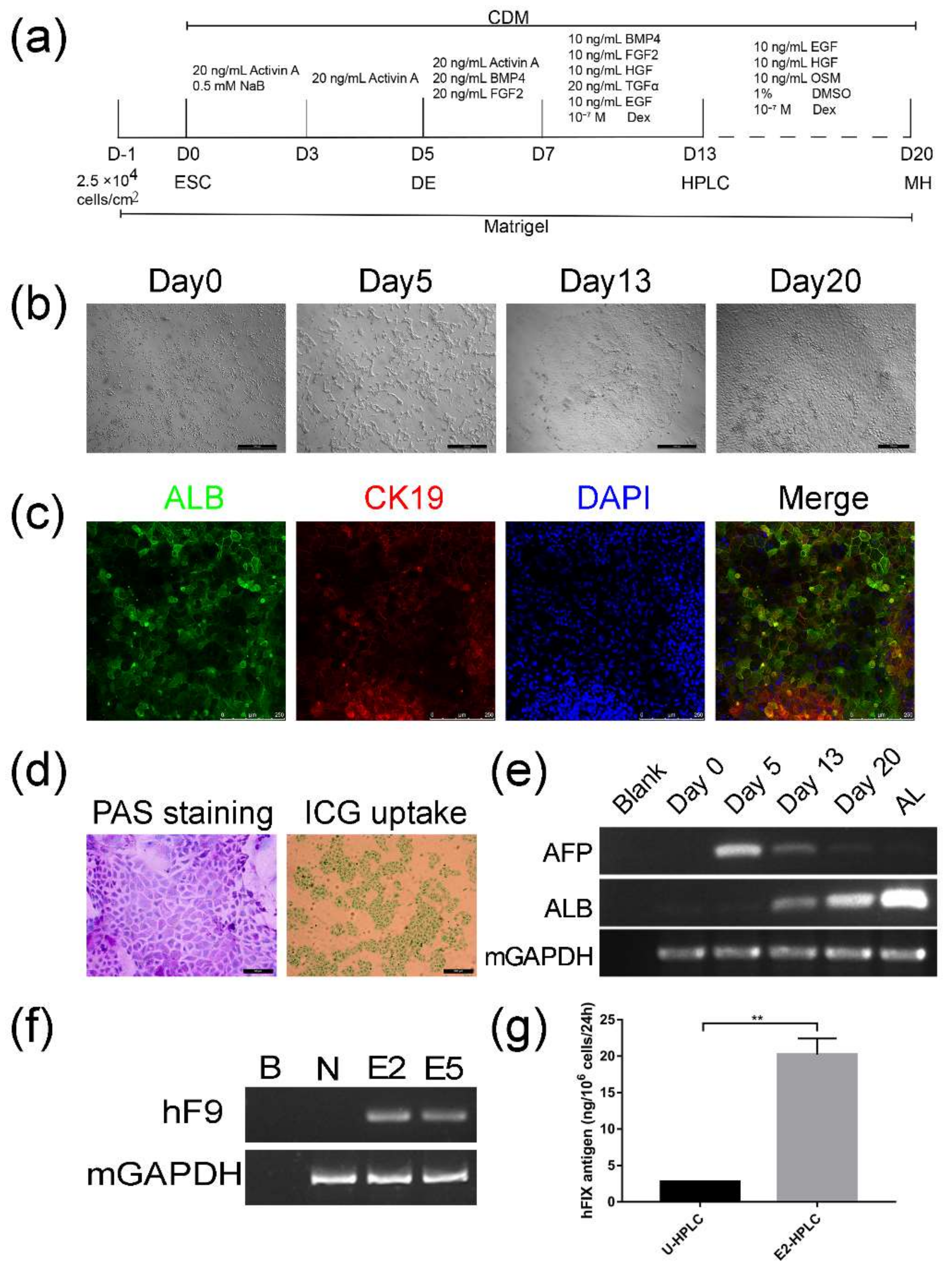 Ijms 19 03035 g004 Ijms 19 03035 g004