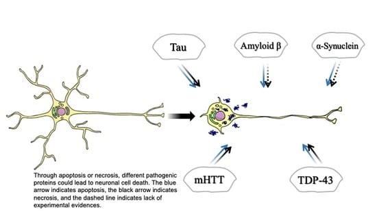 Neuronal Cell Death Mechanisms in Major Neurodegenerative Diseases | MDPI