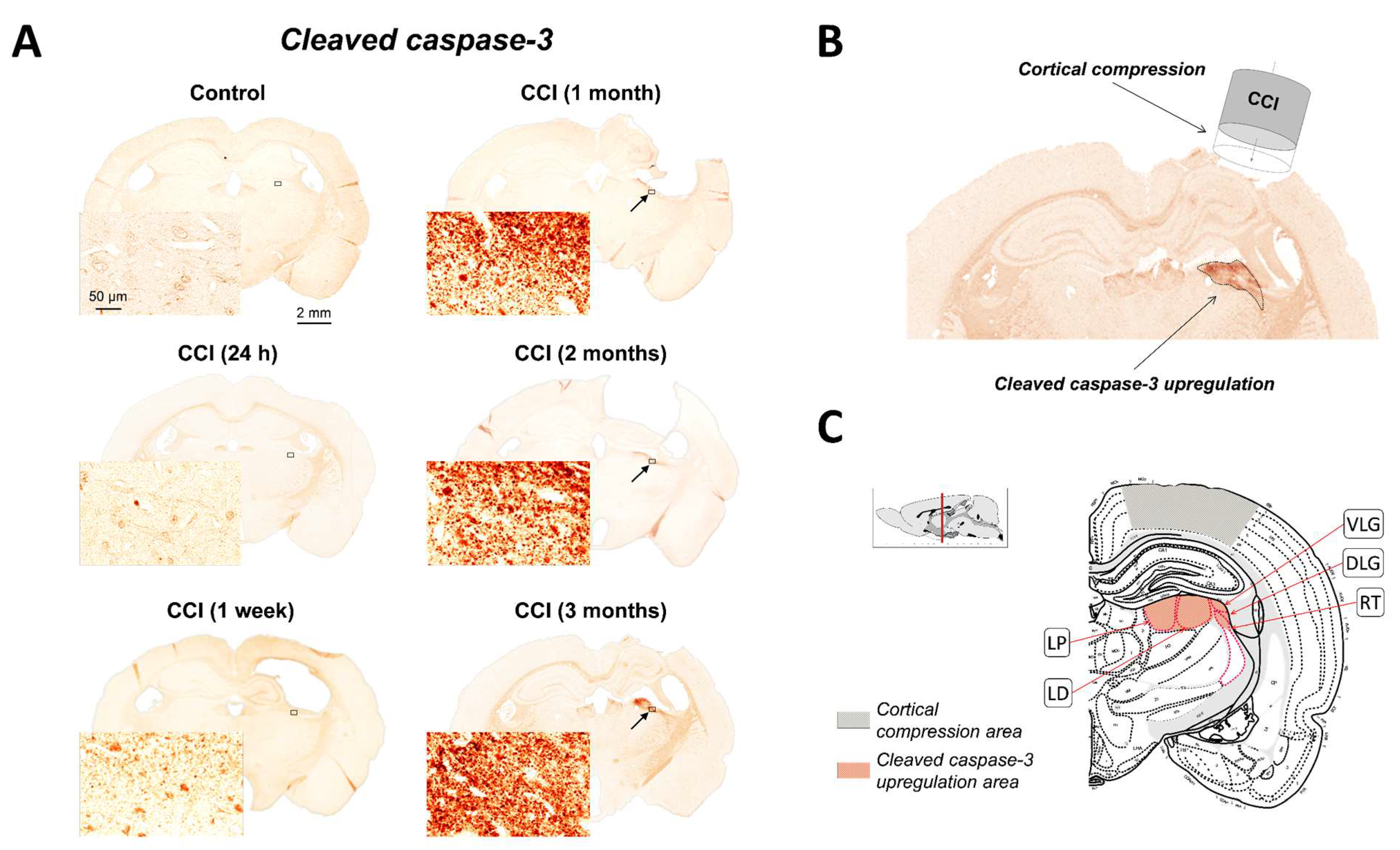 Ijms 19 03151 g001a Ijms 19 03151 g001a