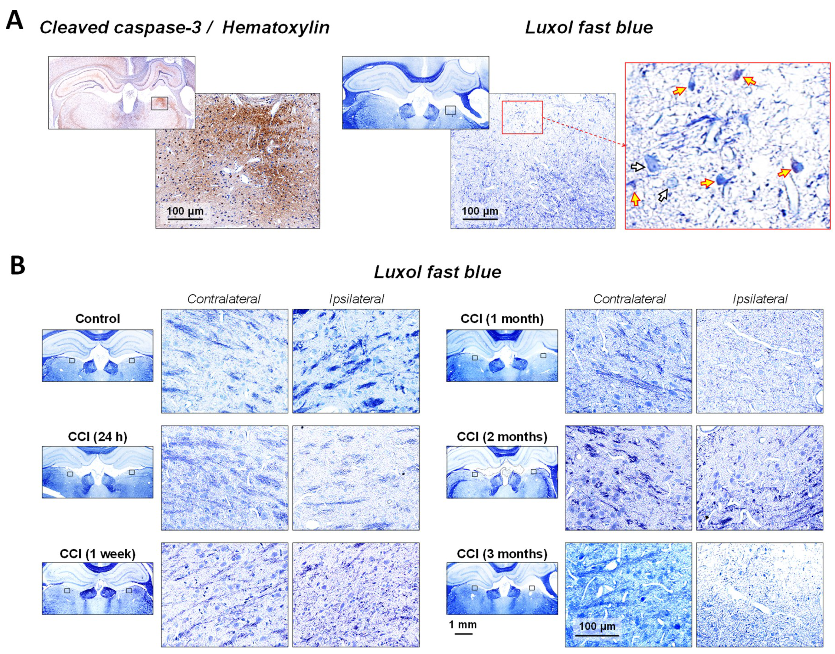 Ijms 19 03151 g002 Ijms 19 03151 g002