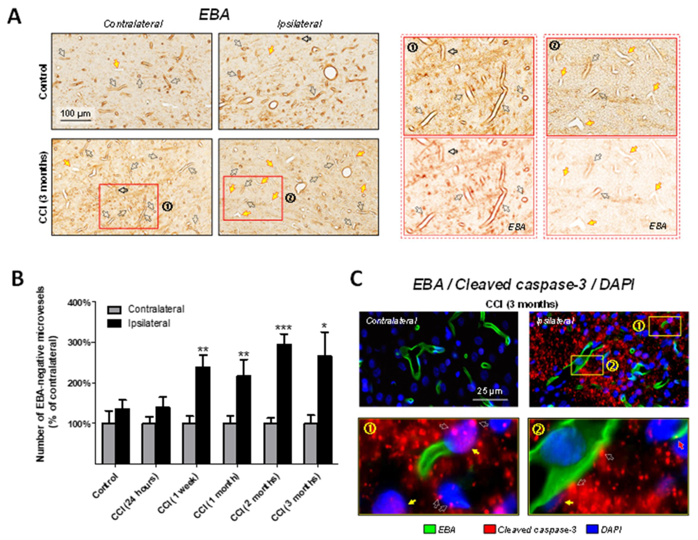Ijms 19 03151 g004 Ijms 19 03151 g004
