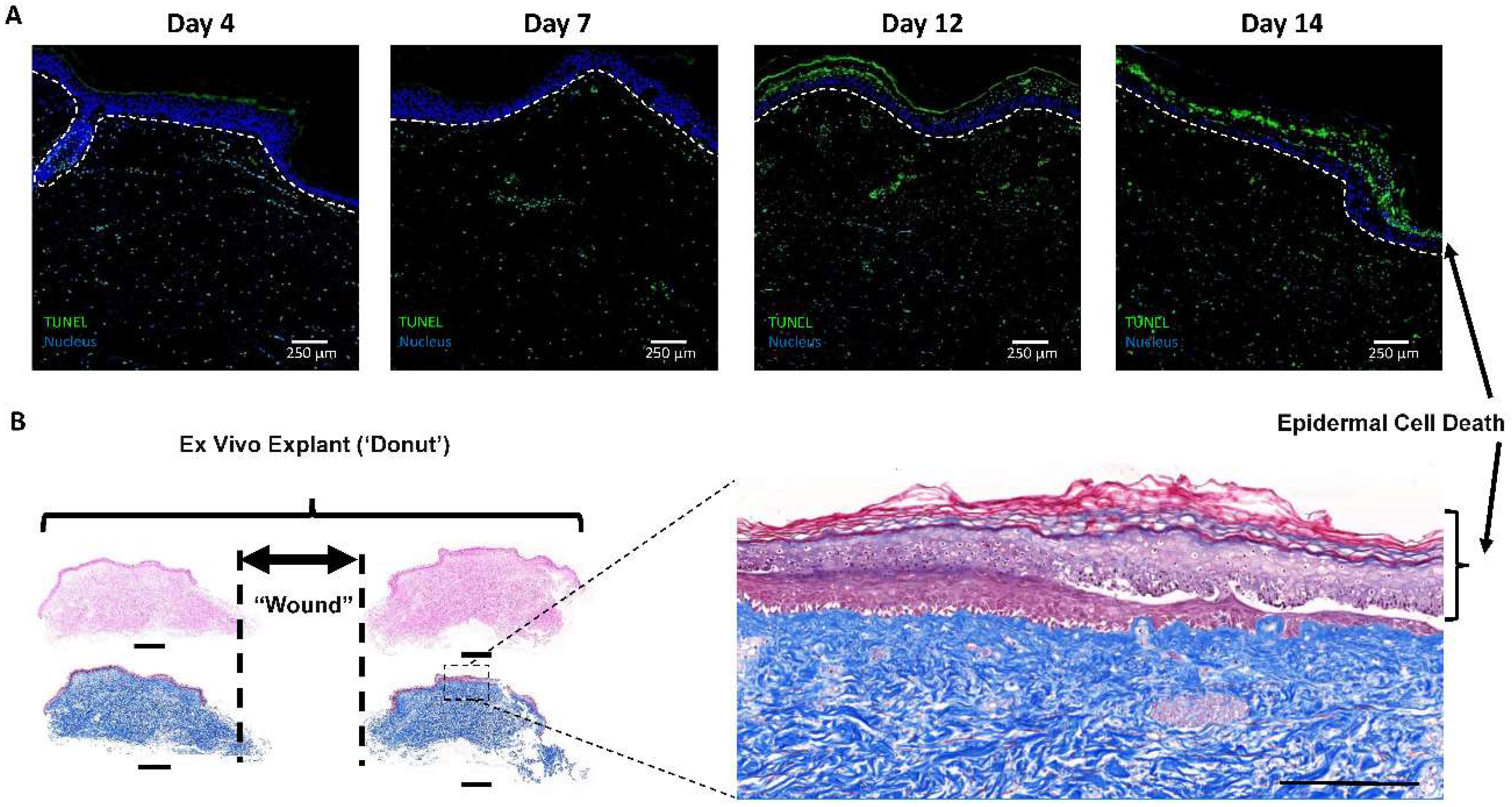 Ijms 19 03156 g001 Ijms 19 03156 g001