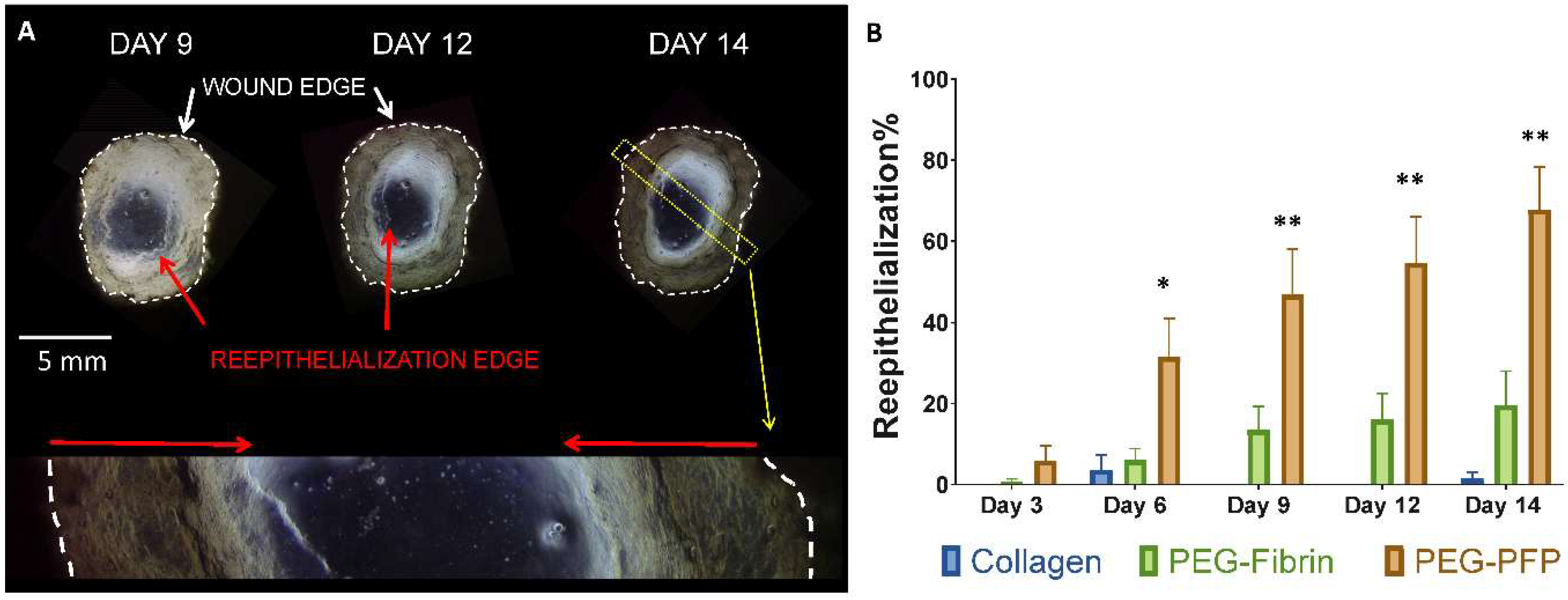 Ijms 19 03156 g004 Ijms 19 03156 g004