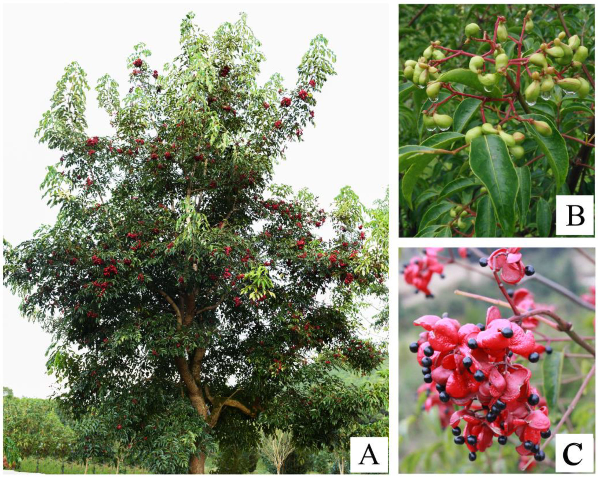 Ijms 19 03209 g001 Ijms 19 03209 g001