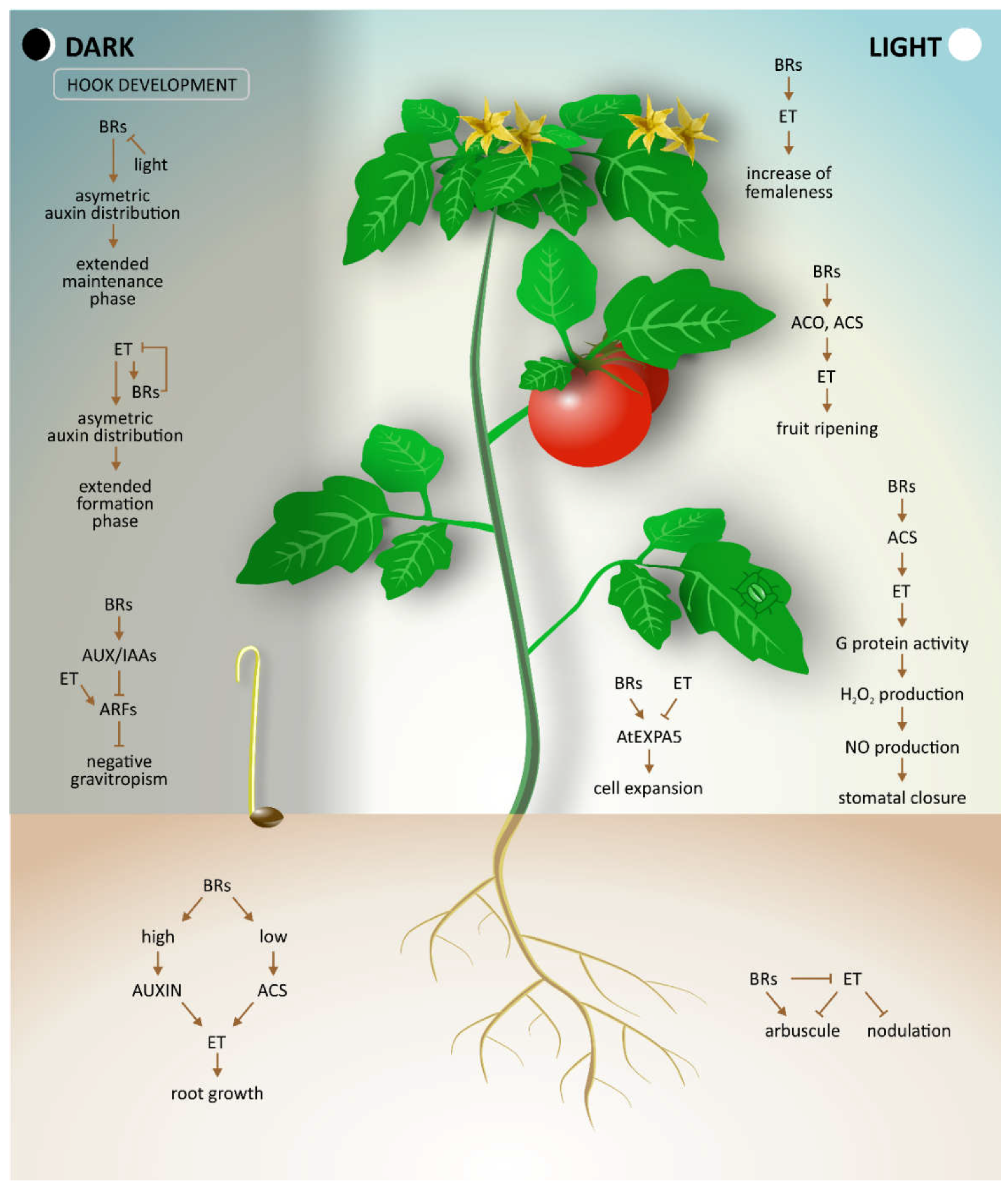 Ijms 19 03283 g001 Ijms 19 03283 g001