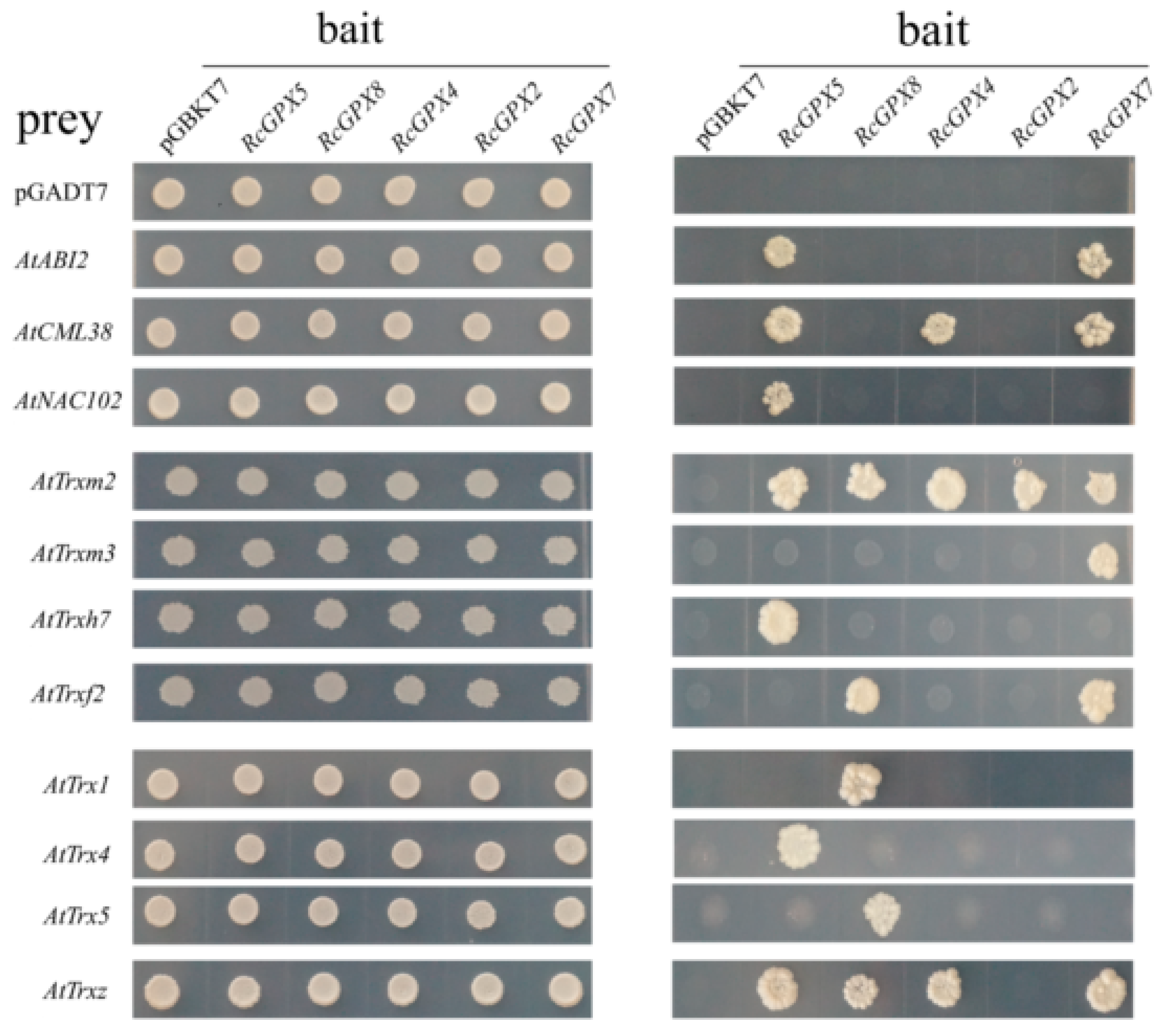 Ijms 19 03329 g008 Ijms 19 03329 g008