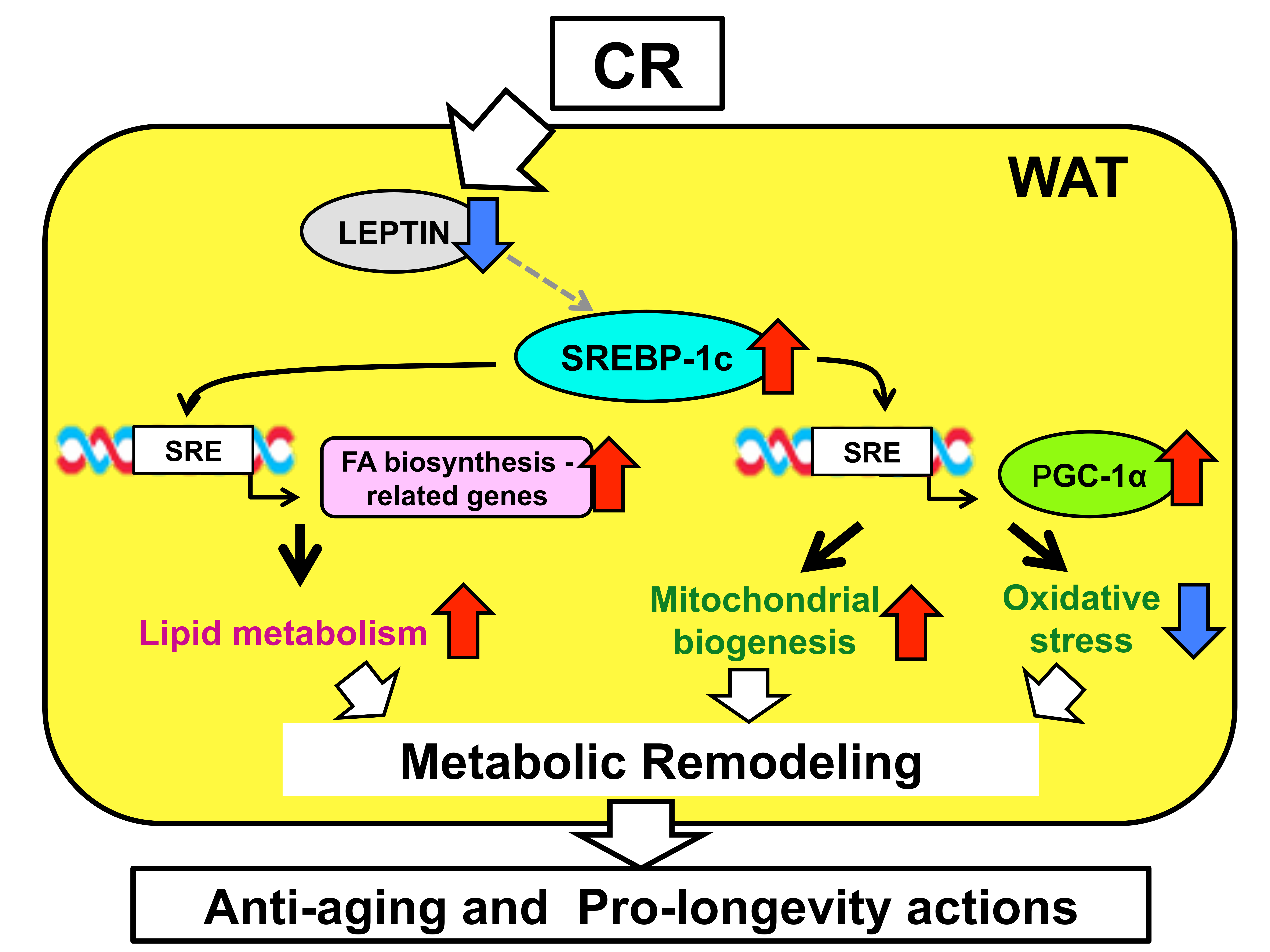Ijms 19 03335 g001 Ijms 19 03335 g001