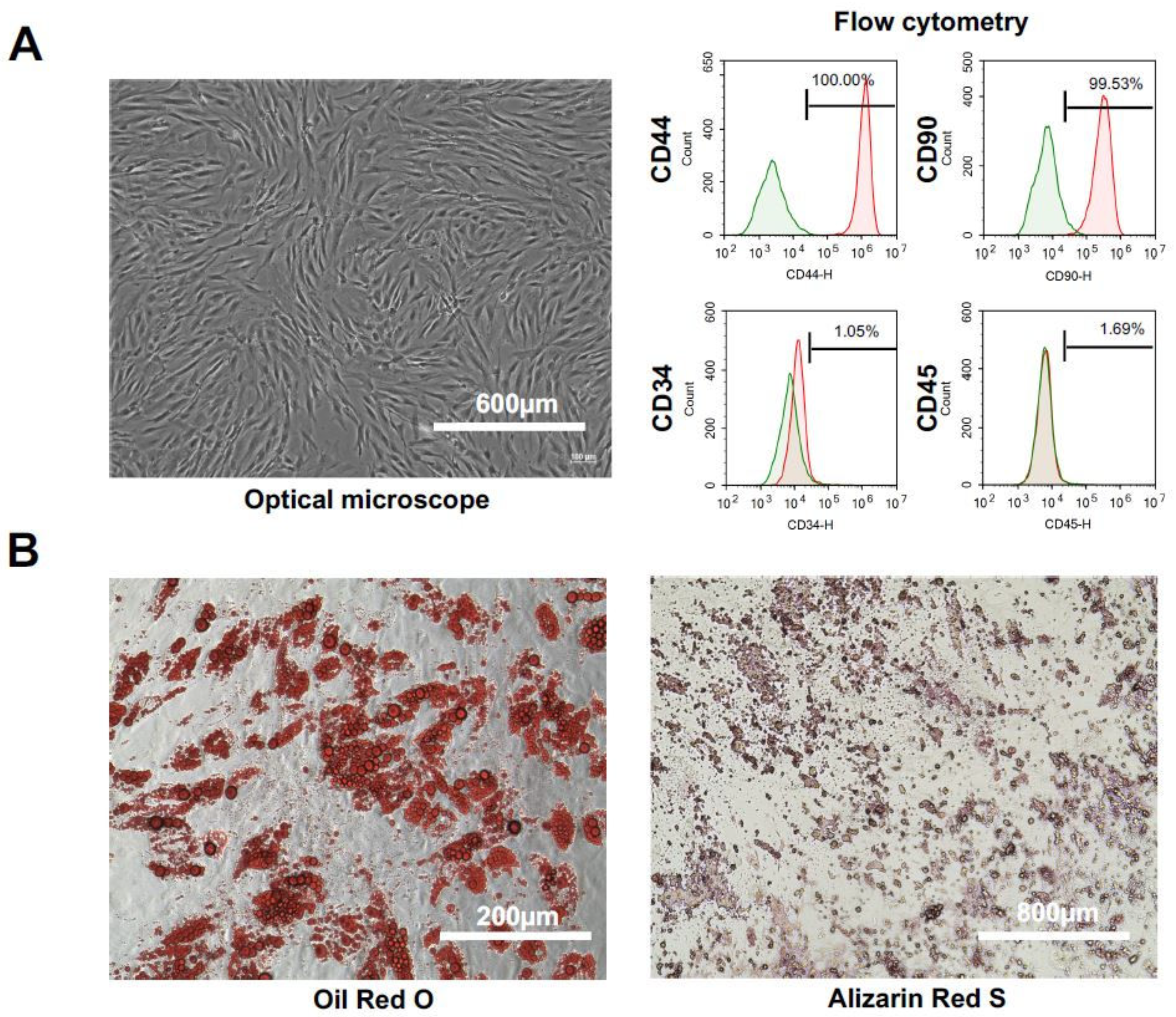 Ijms 19 03497 g001a Ijms 19 03497 g001a
