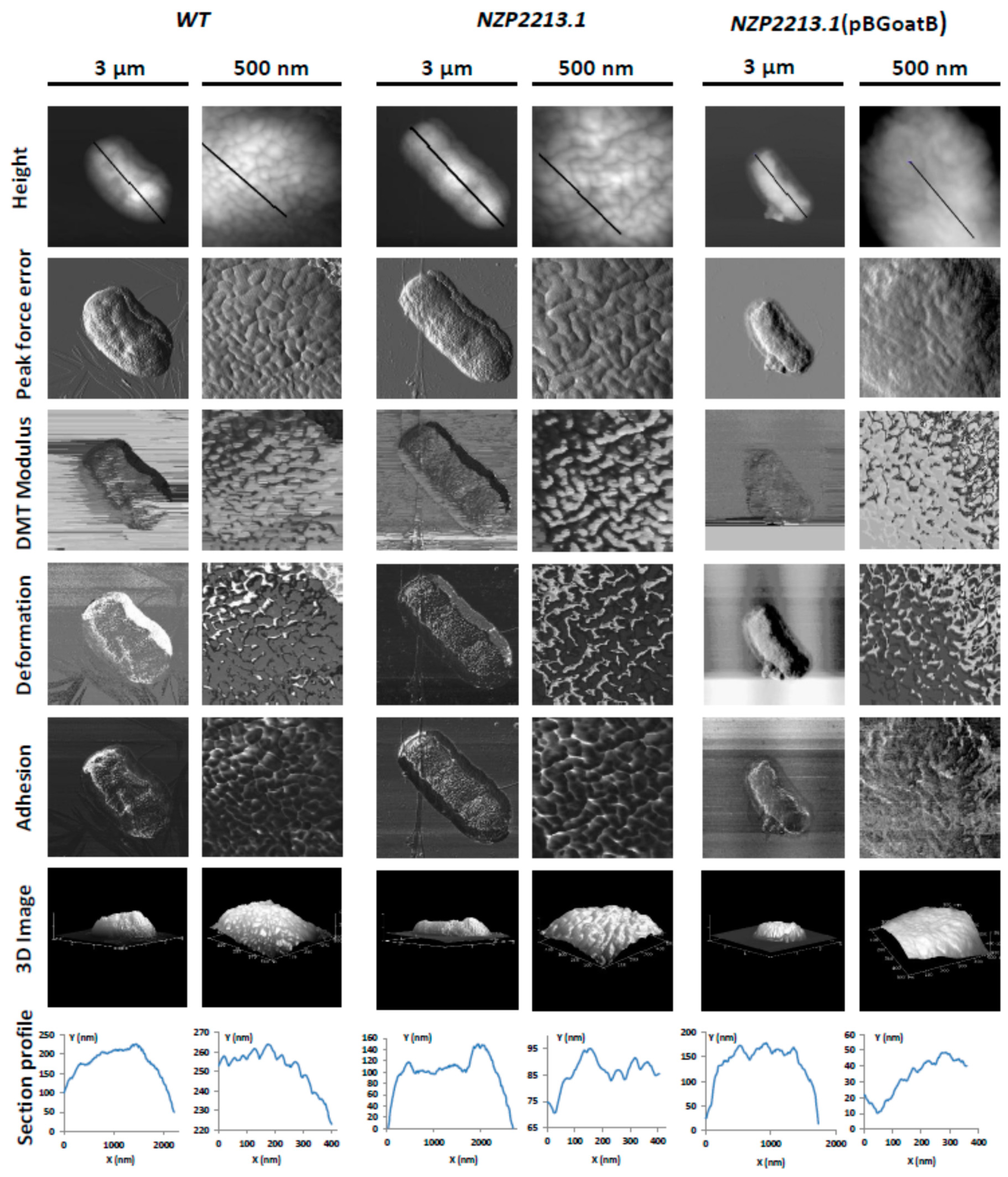 Ijms 19 03510 g004