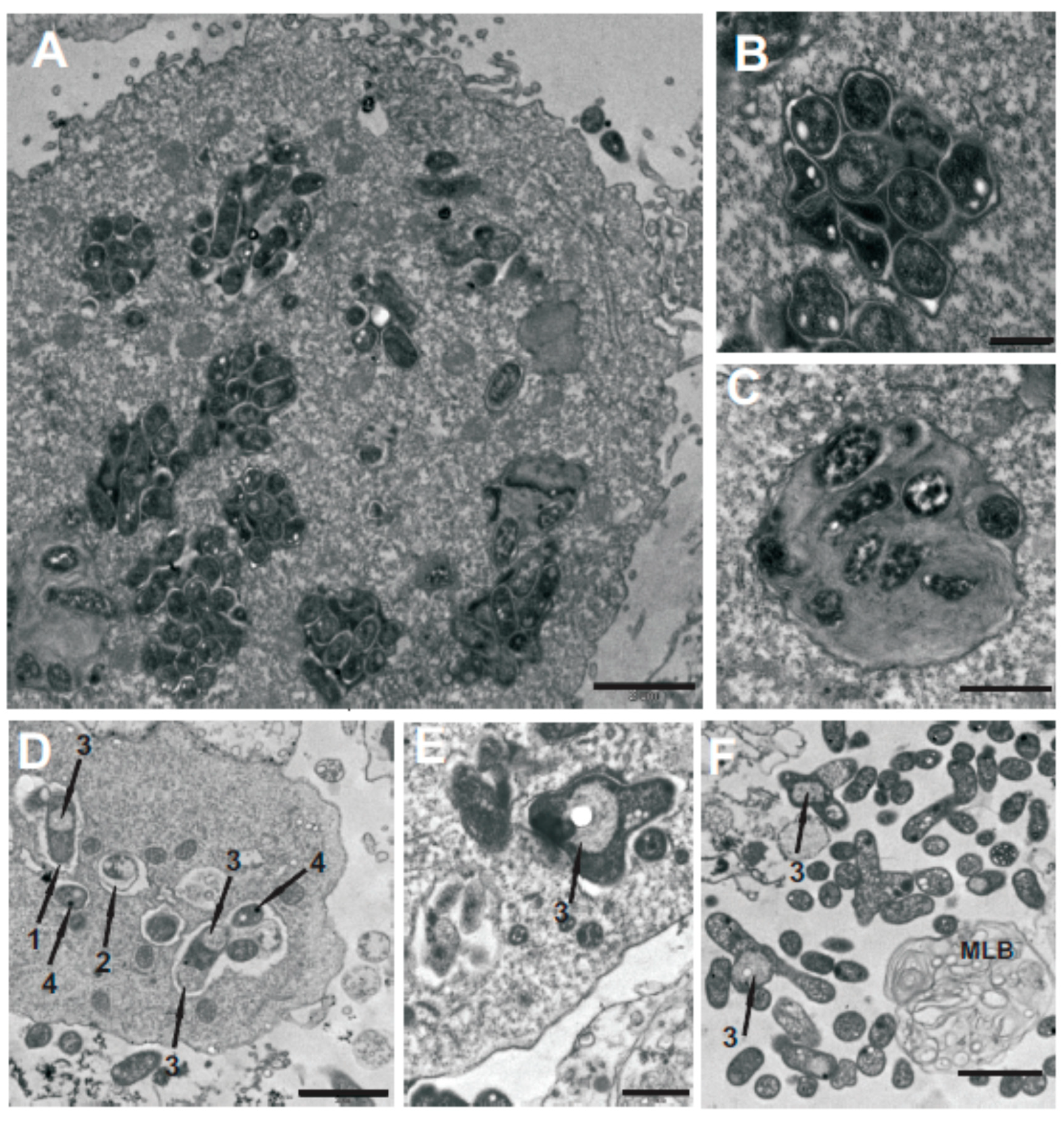 Ijms 19 03510 g006