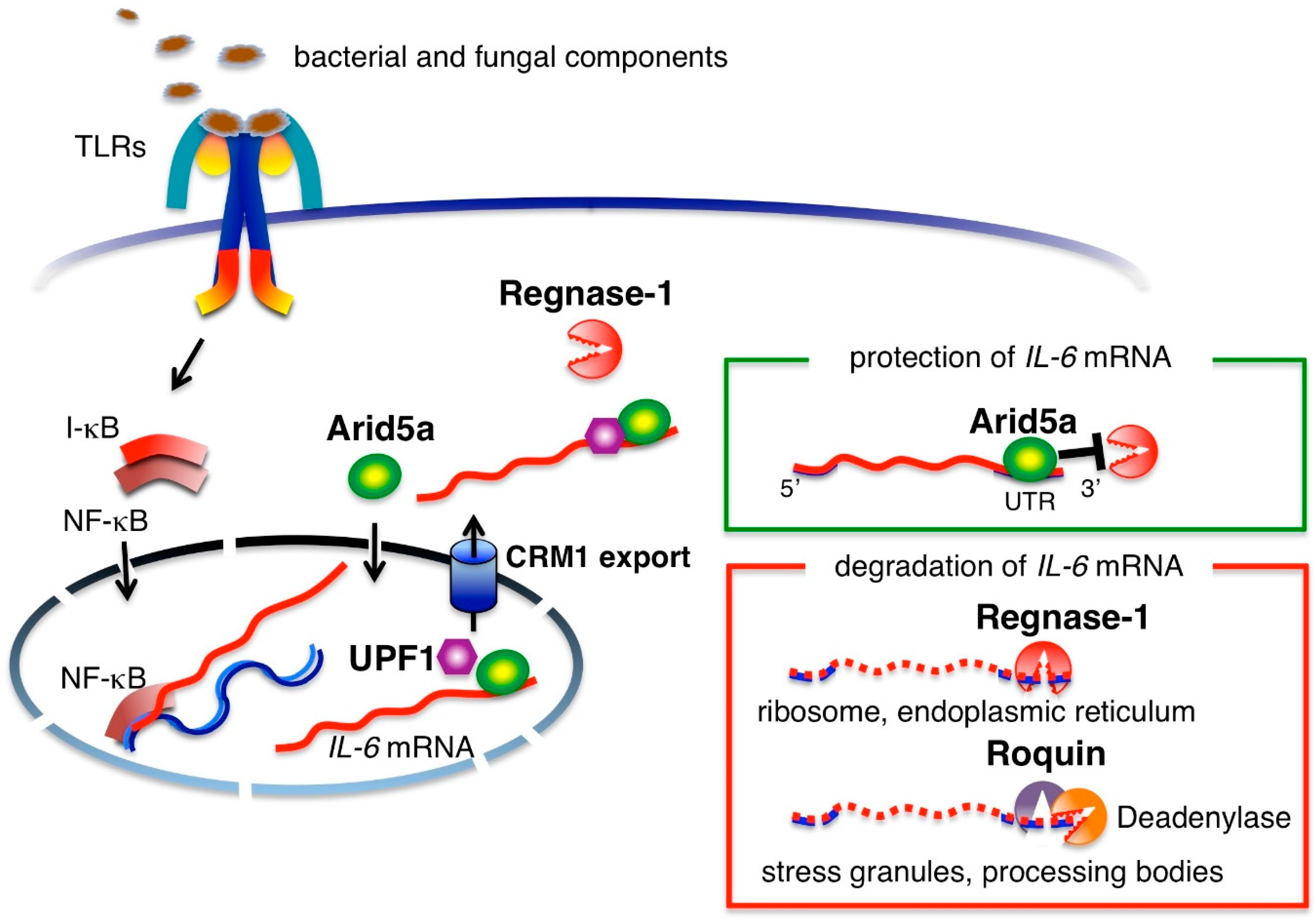 Ijms 19 03528 g001 Ijms 19 03528 g001