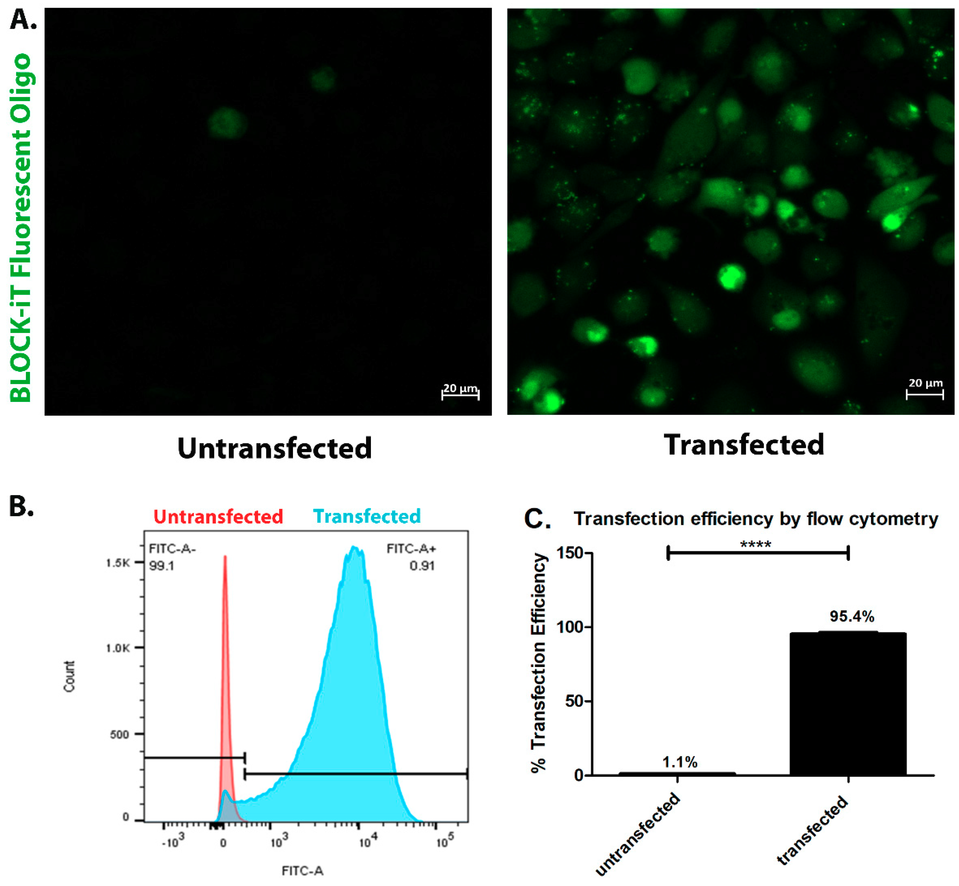 Ijms 19 03530 g007 Ijms 19 03530 g007