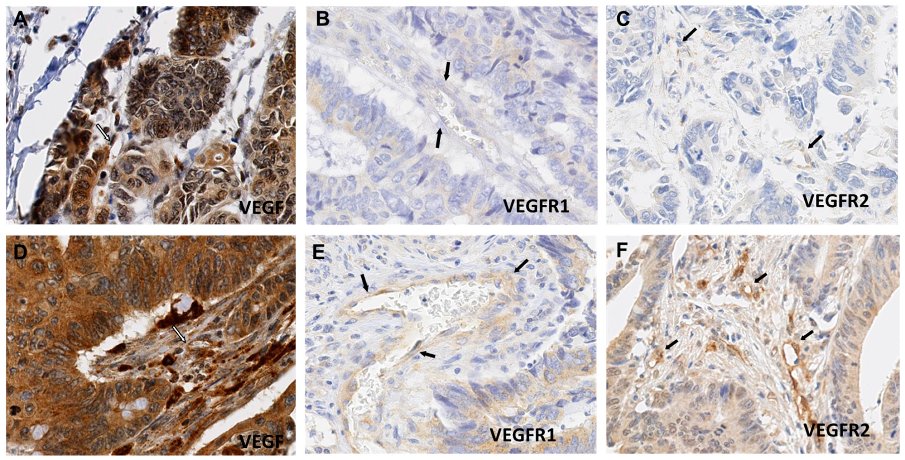 Ijms 19 03536 g002 Ijms 19 03536 g002