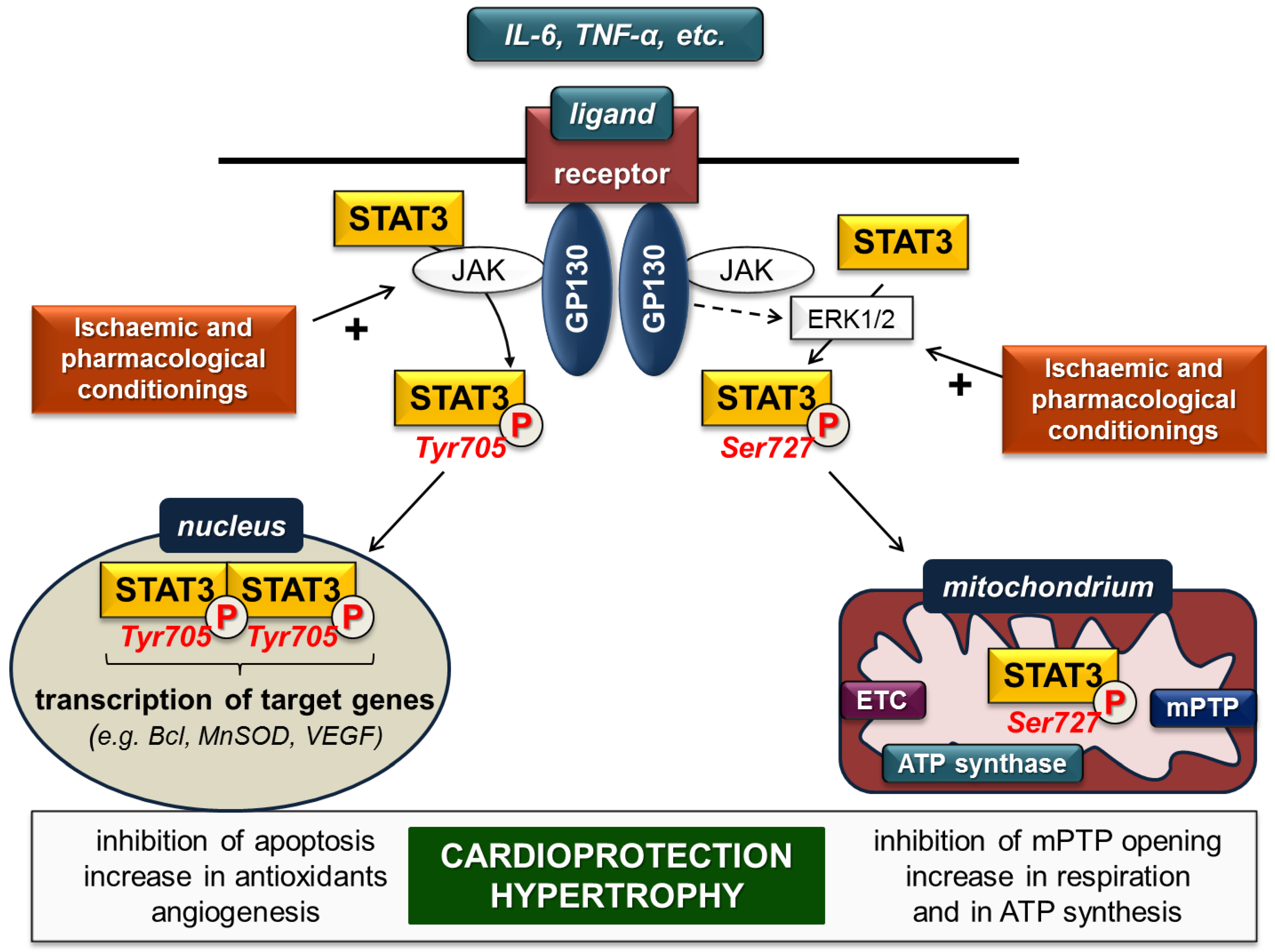 Ijms 19 03572 g001 Ijms 19 03572 g001