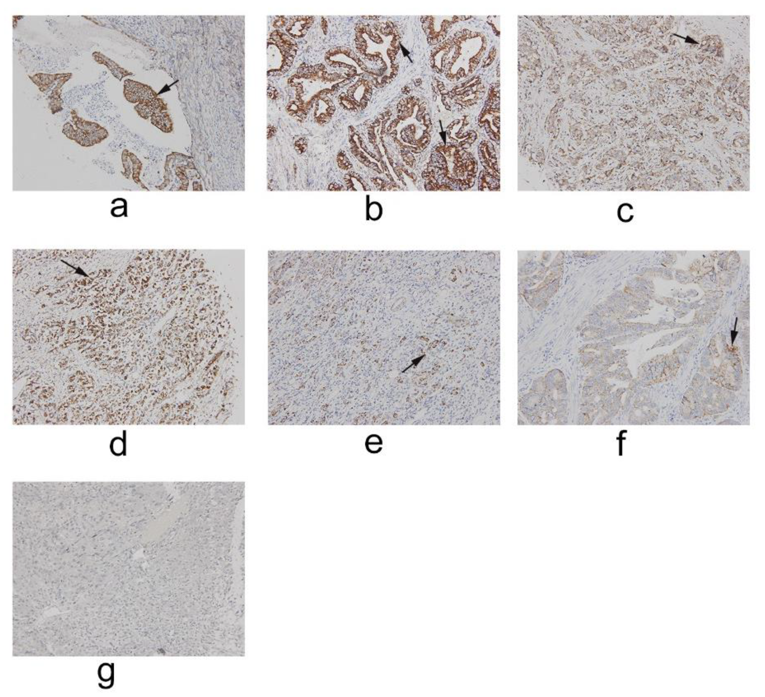 Ijms 19 03616 g001