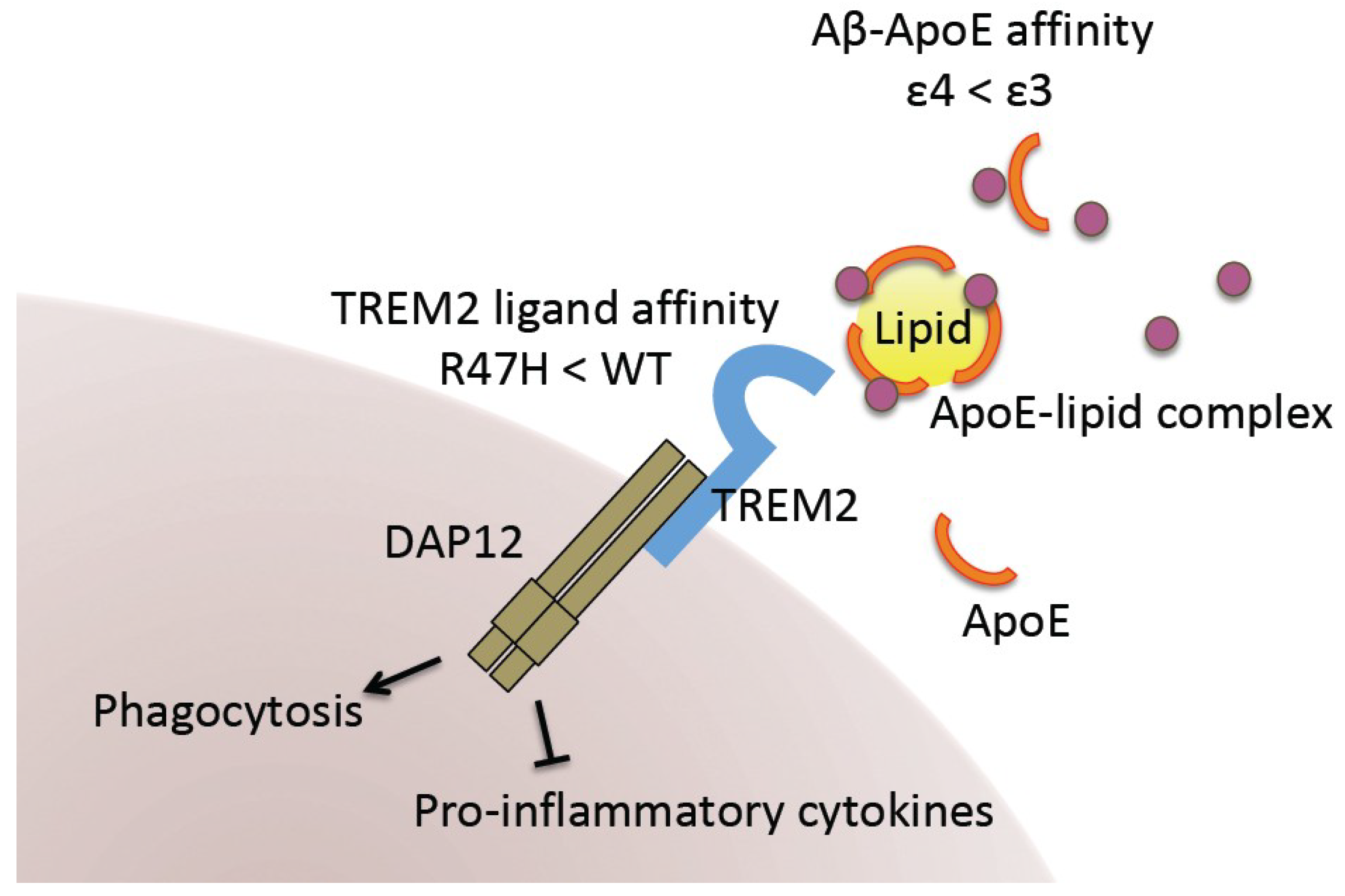 Ijms 19 03771 g002 Ijms 19 03771 g002