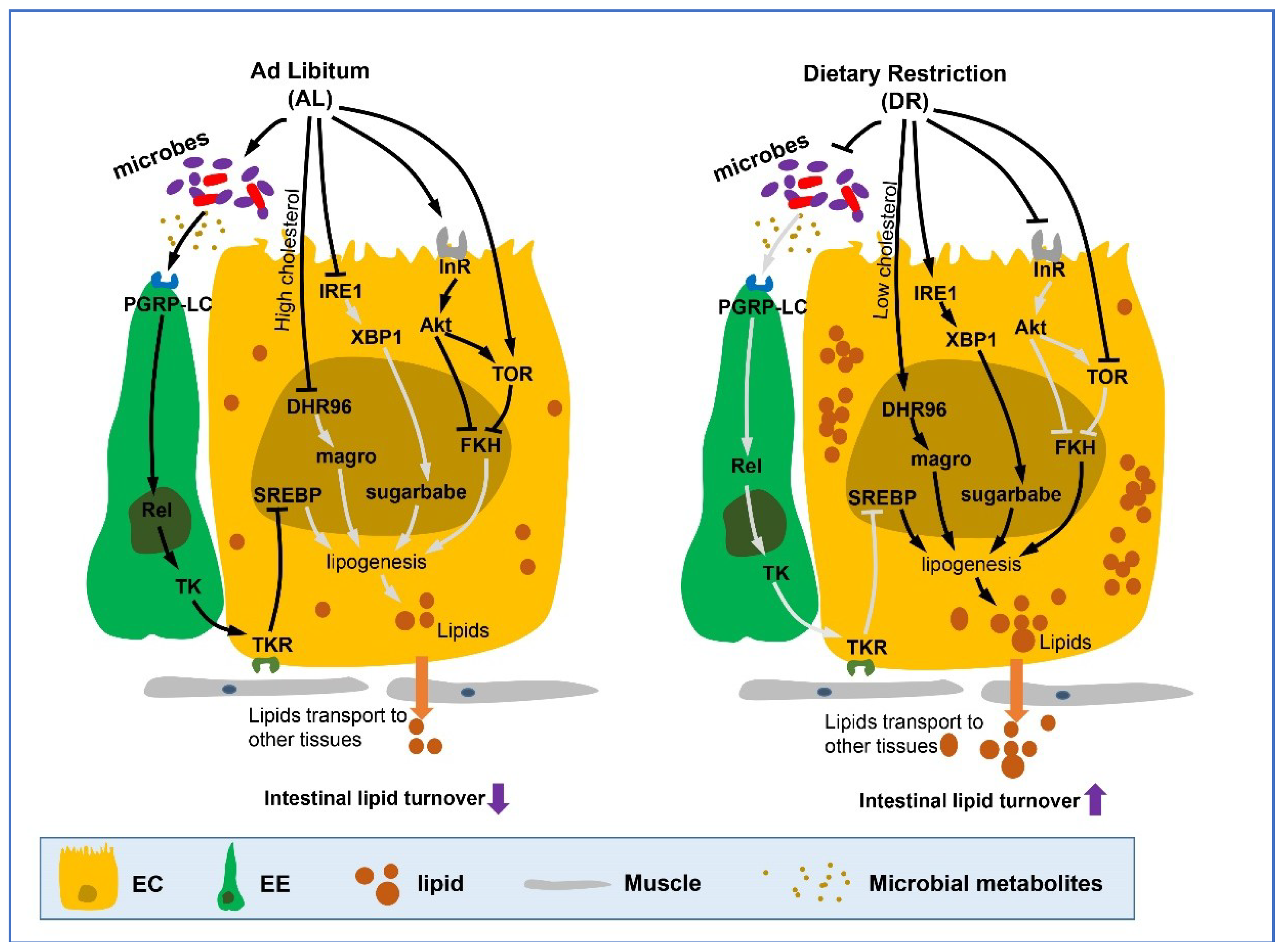 Ijms 19 03810 g002 Ijms 19 03810 g002
