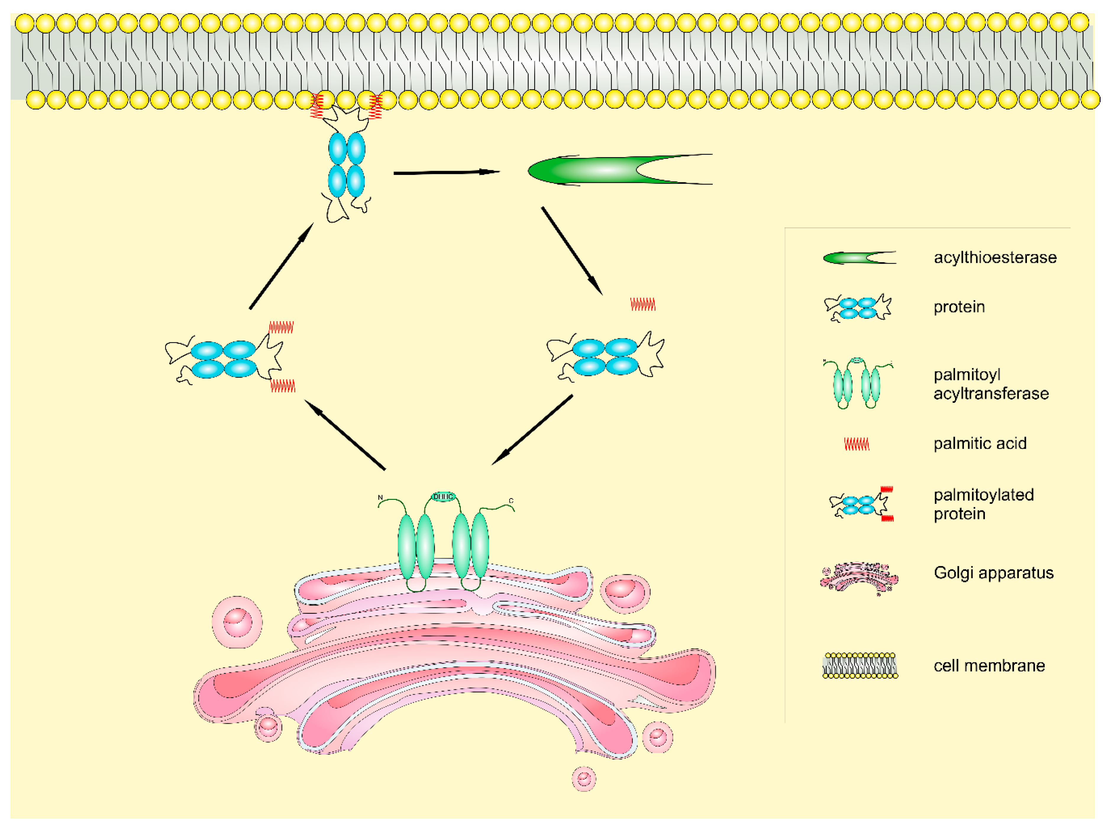 Ijms 19 03820 g002 Ijms 19 03820 g002