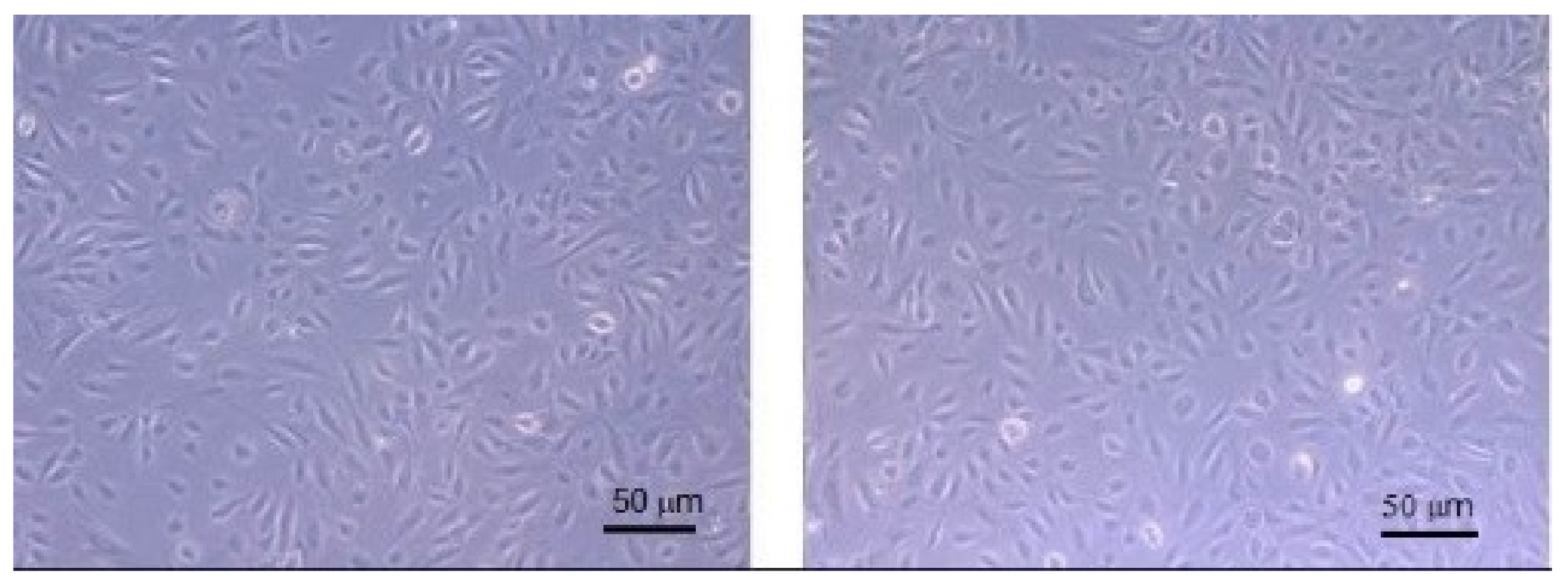 Ijms 19 03833 g009 Ijms 19 03833 g009