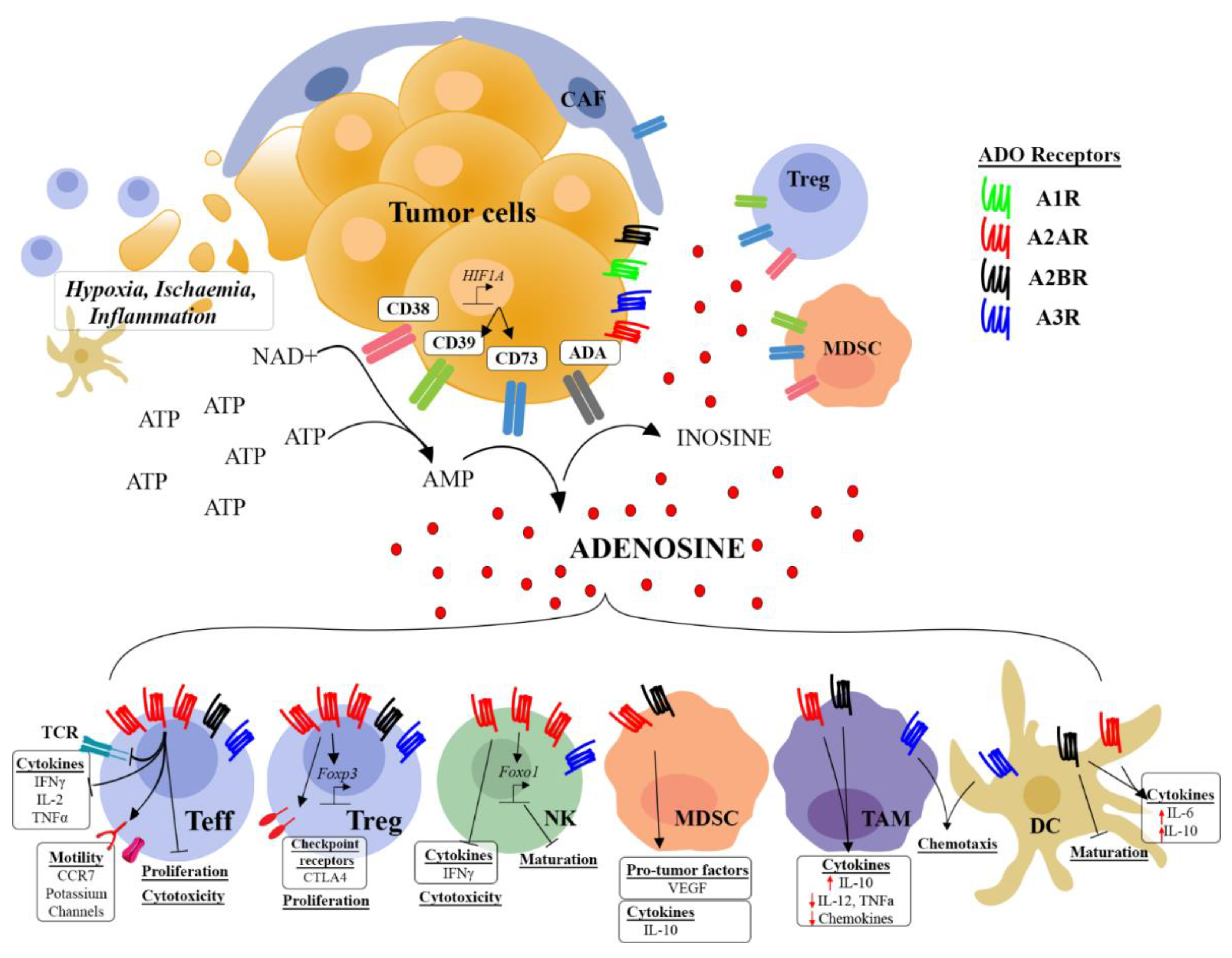 Ijms 19 03837 g001 Ijms 19 03837 g001
