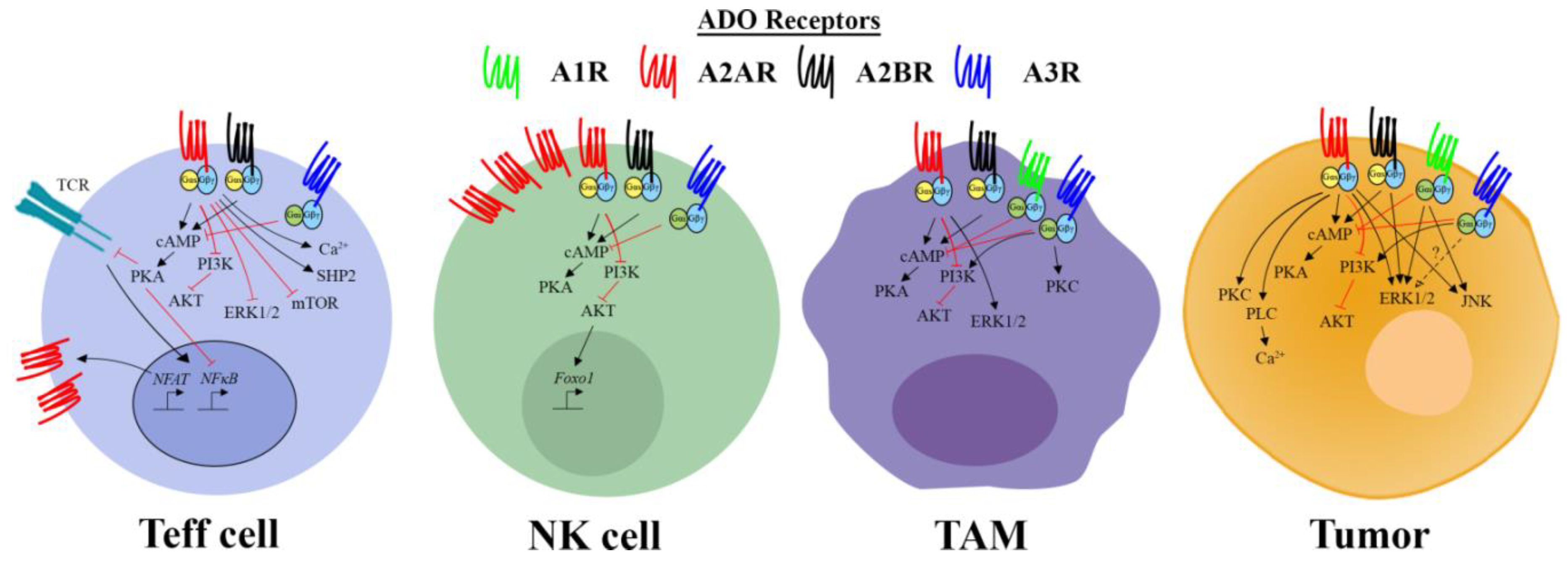 Ijms 19 03837 g002 Ijms 19 03837 g002