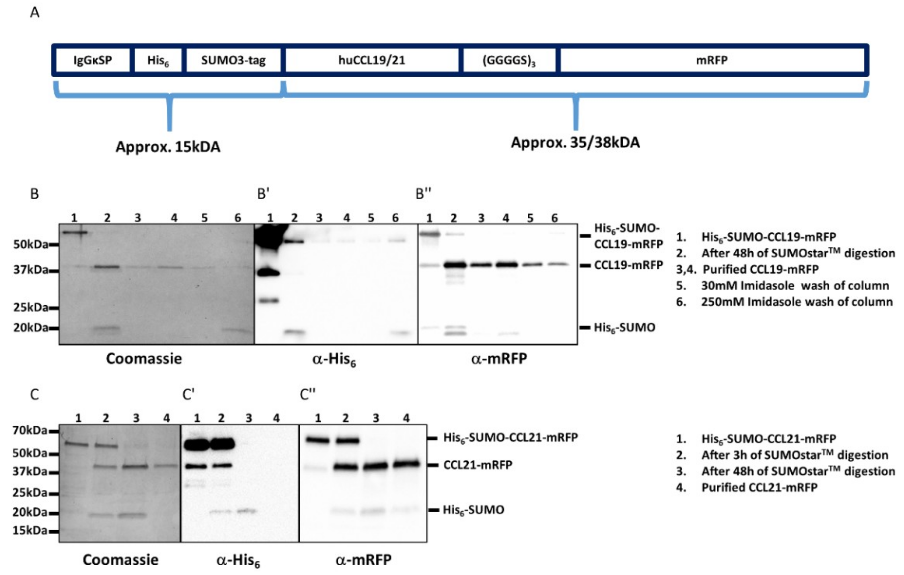 Ijms 19 03876 g001 Ijms 19 03876 g001