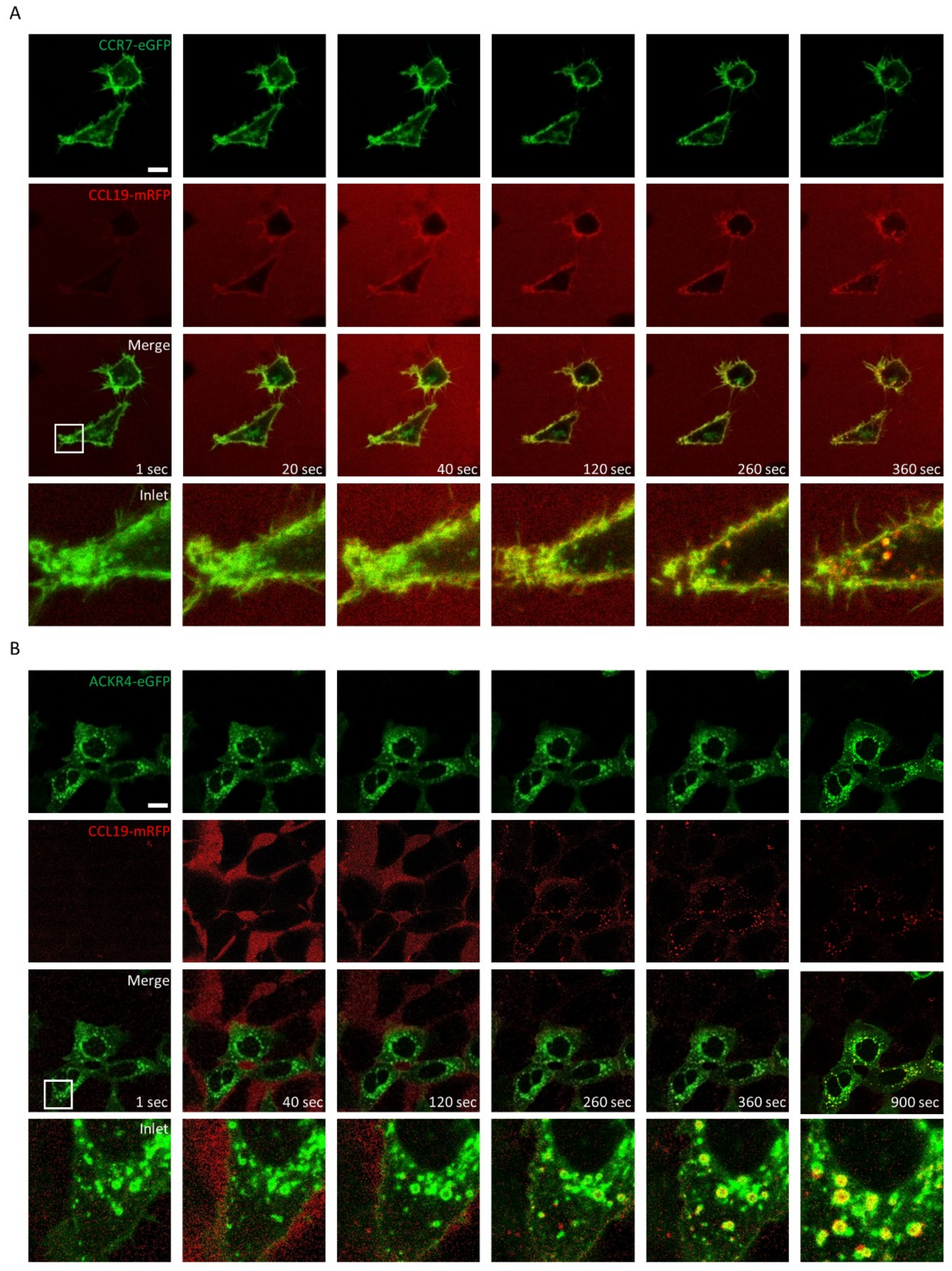 Ijms 19 03876 g003 Ijms 19 03876 g003