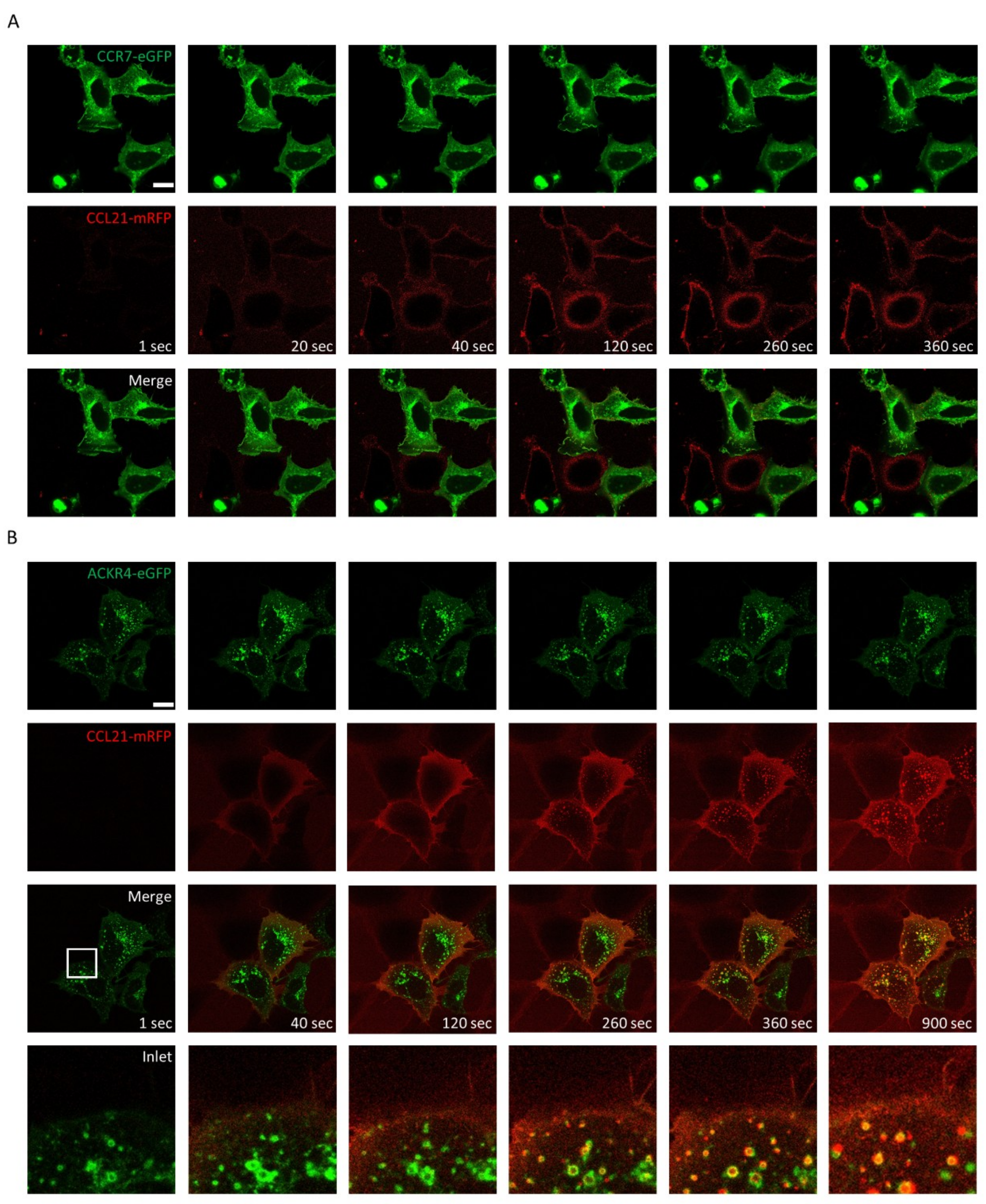 Ijms 19 03876 g004 Ijms 19 03876 g004