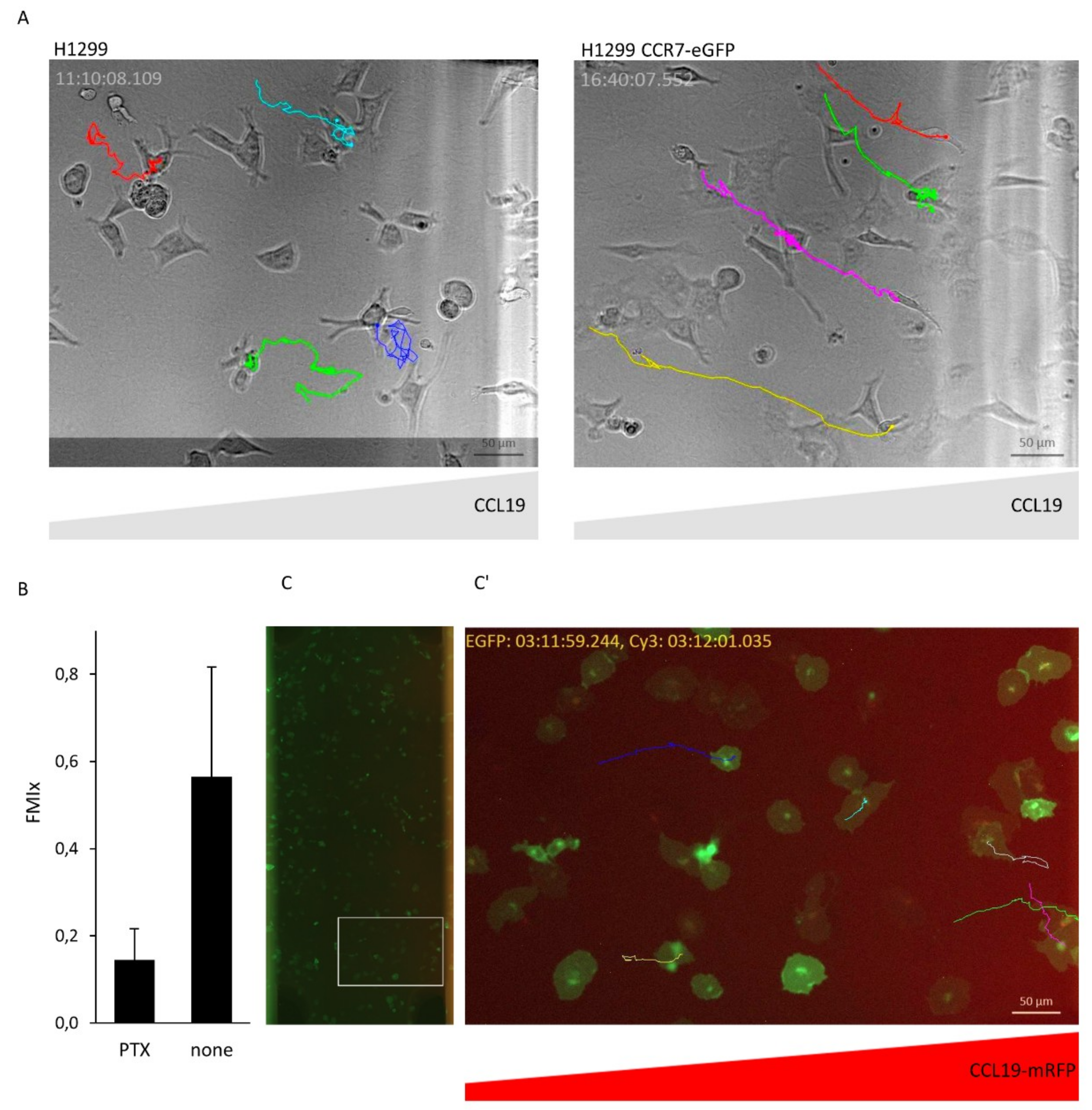 Ijms 19 03876 g006 Ijms 19 03876 g006
