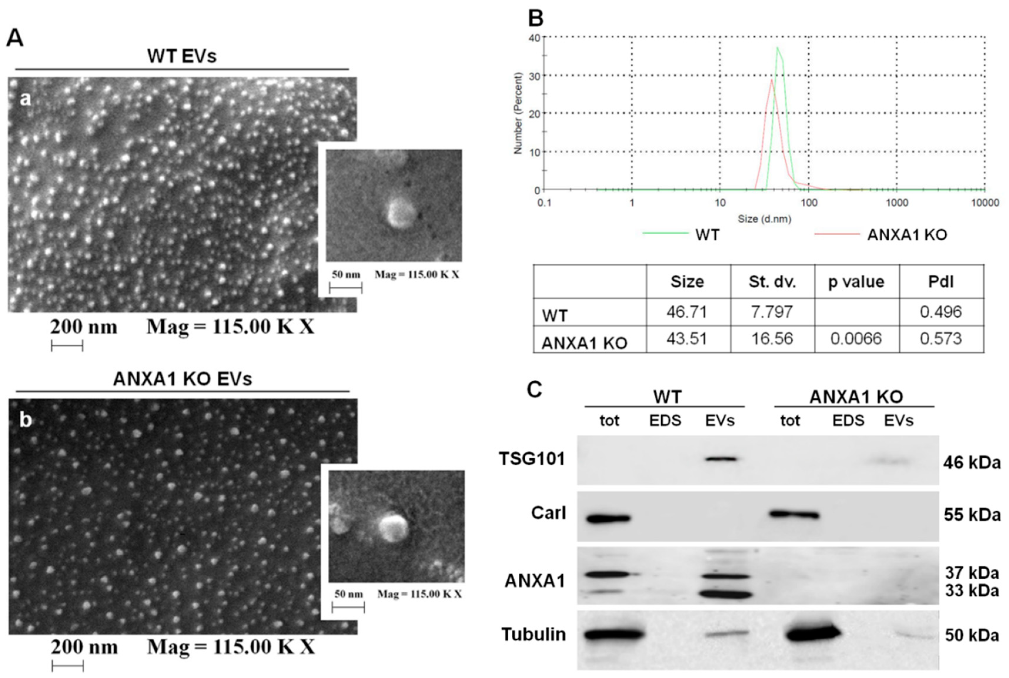 Ijms 19 03878 g001 Ijms 19 03878 g001