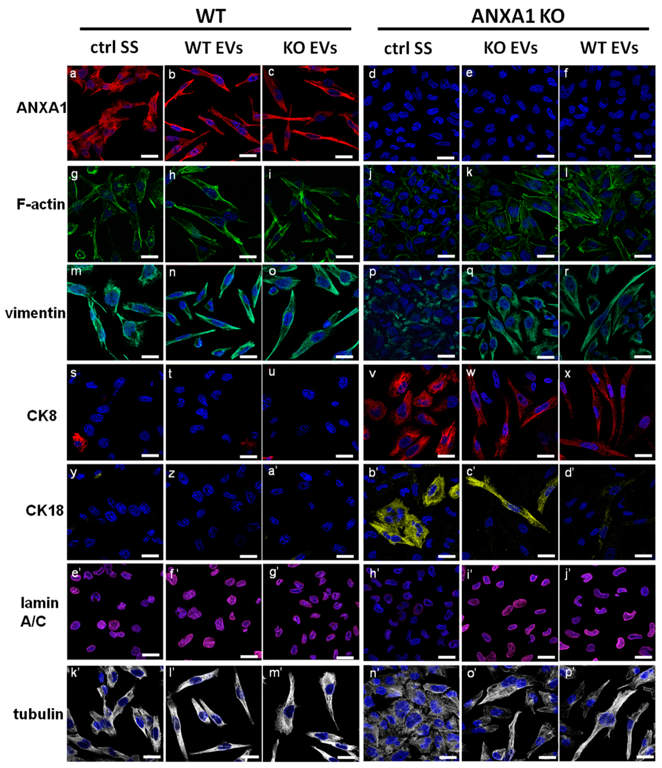 Ijms 19 03878 g003 Ijms 19 03878 g003