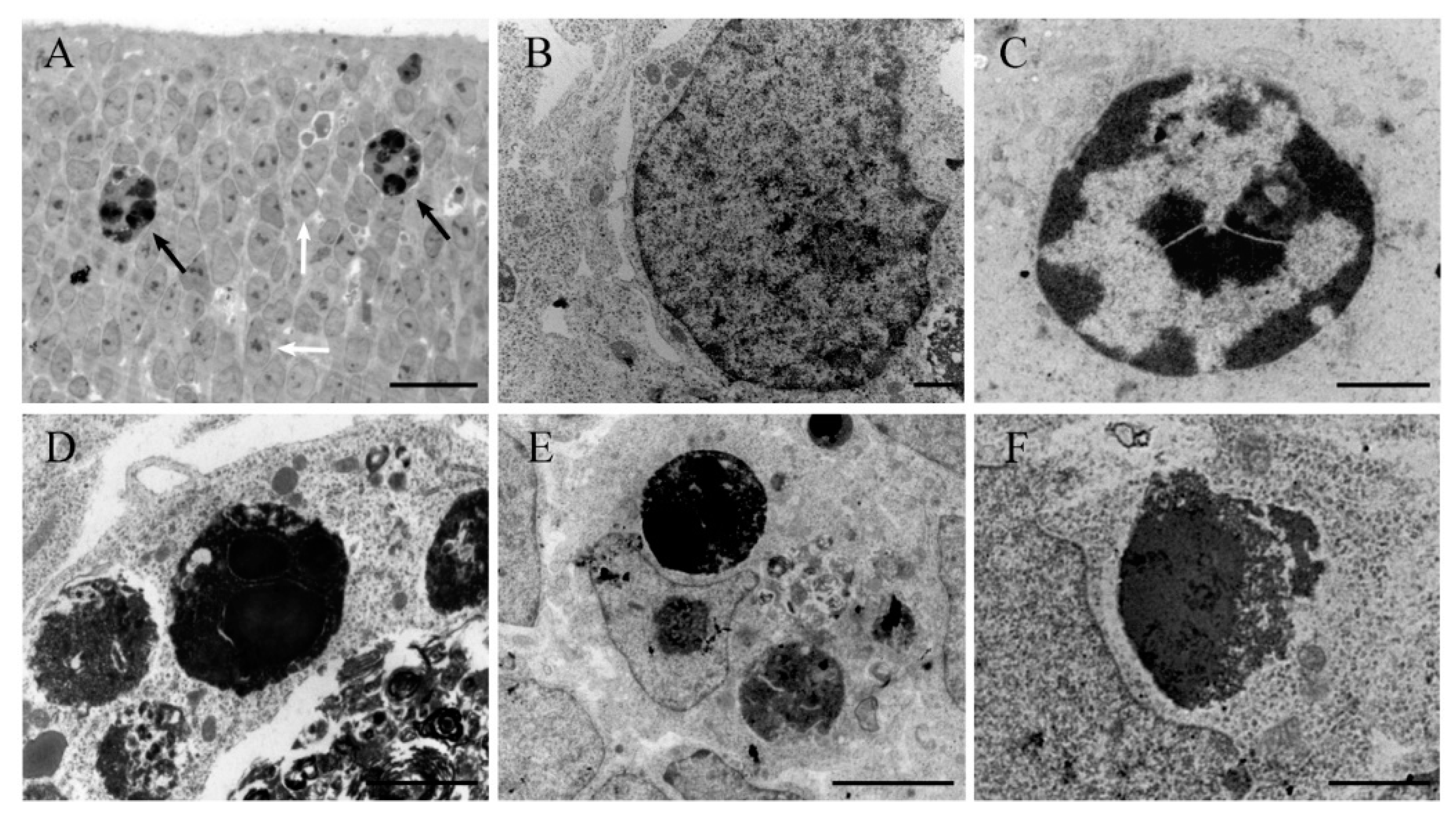 Ijms 19 03986 g001 Ijms 19 03986 g001