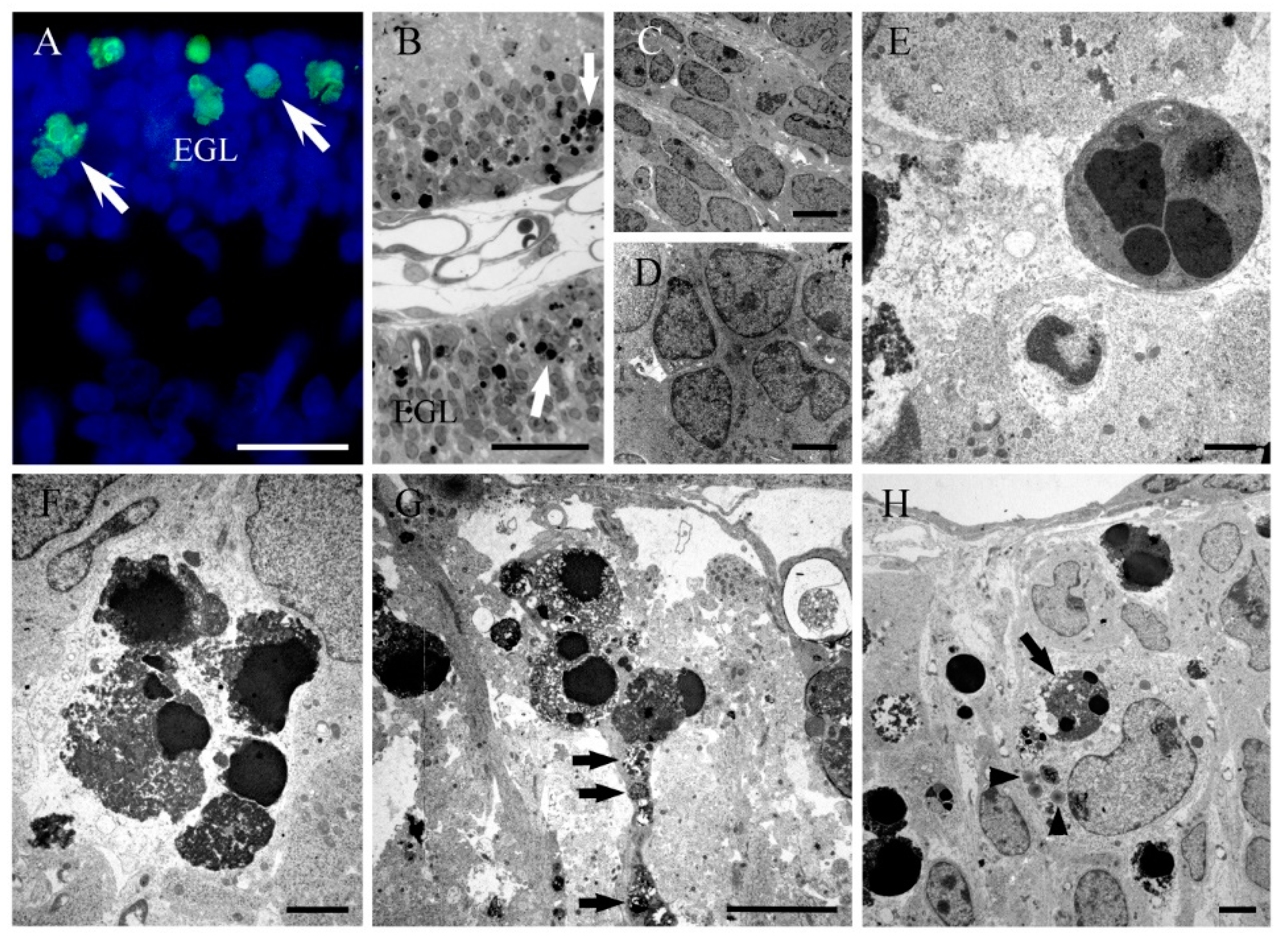 Ijms 19 03986 g002 Ijms 19 03986 g002