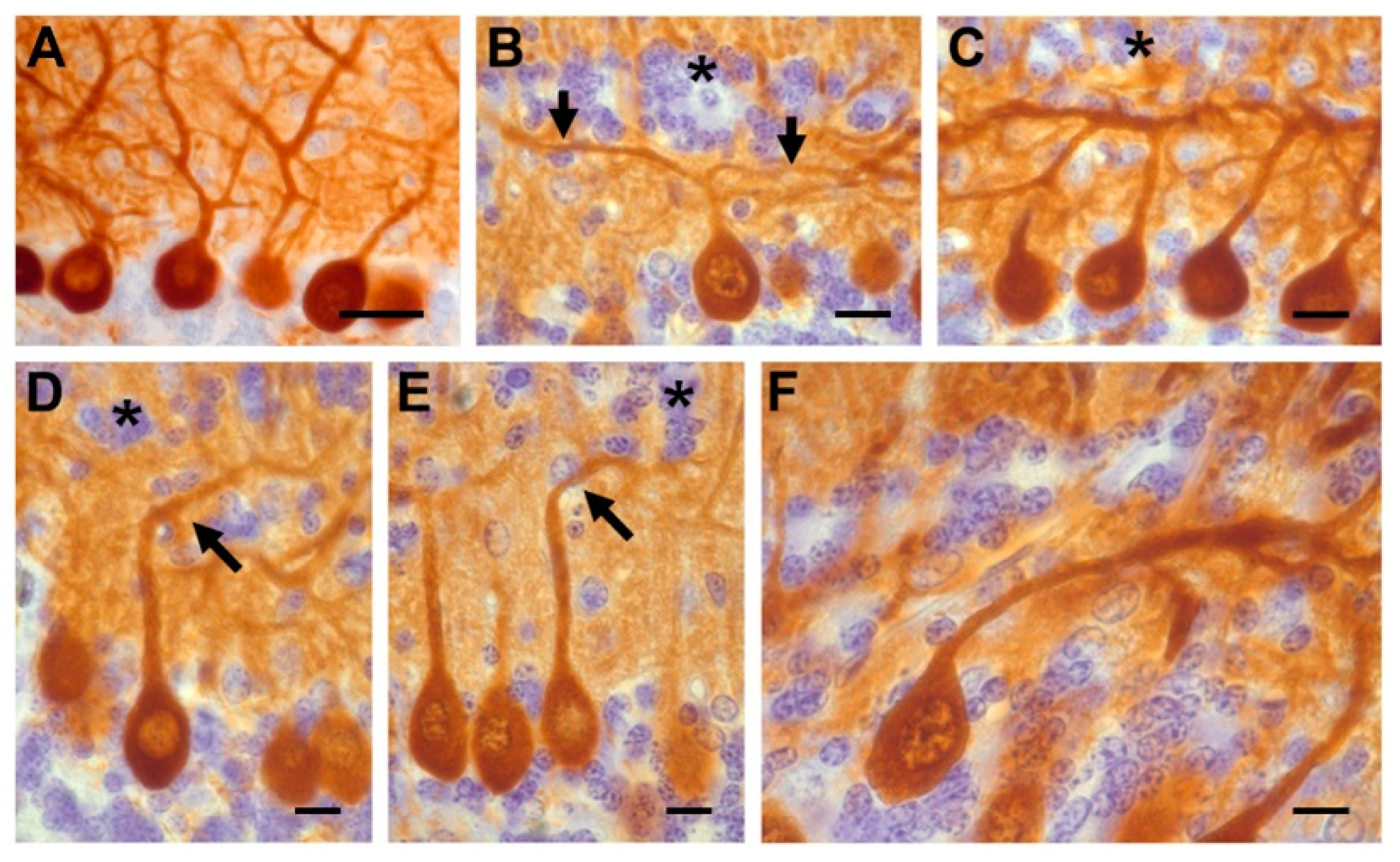 Ijms 19 03986 g003 Ijms 19 03986 g003