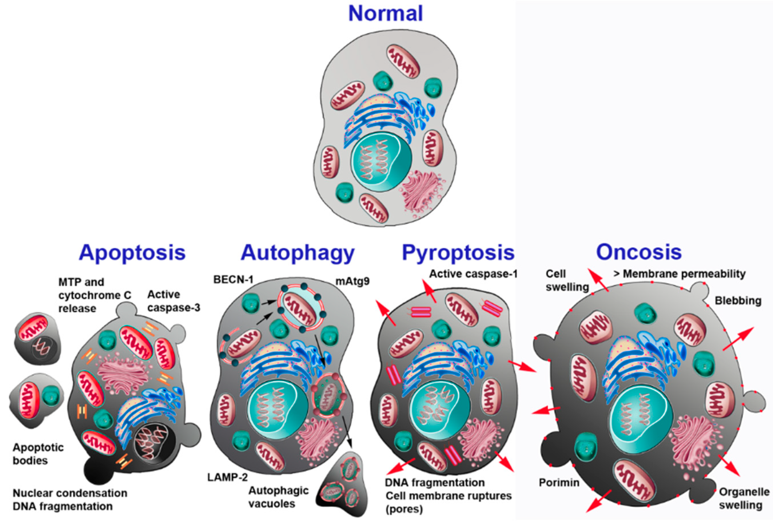 Ijms 19 03999 g001 Ijms 19 03999 g001